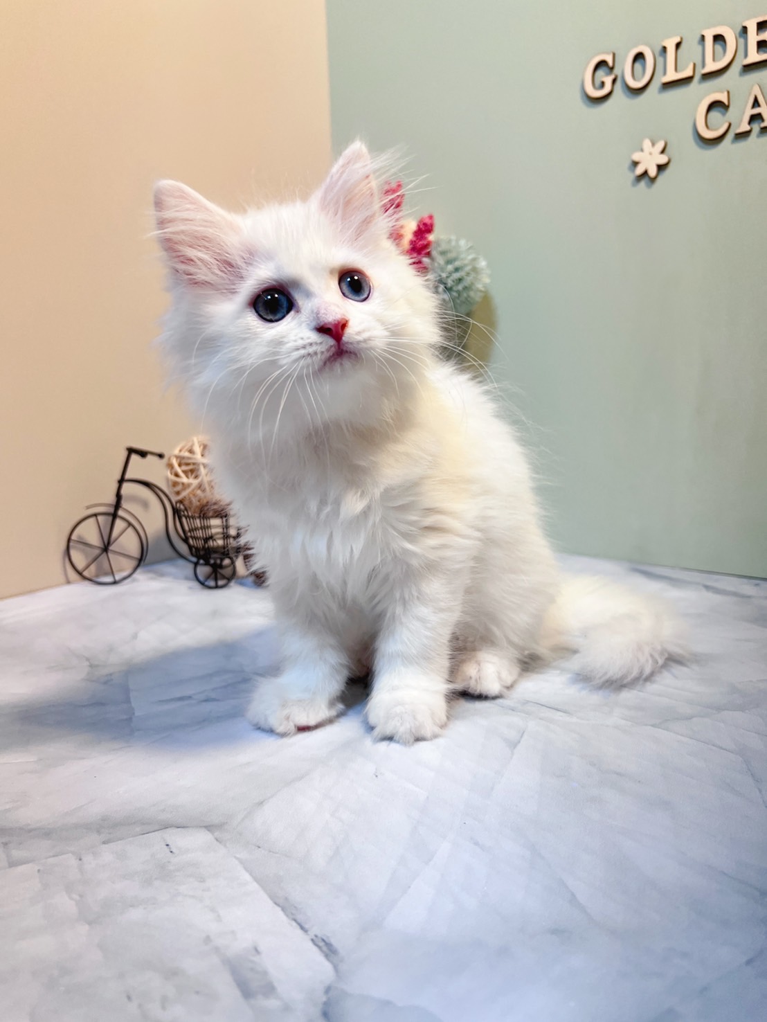 金瑟喵屋／白色英國長毛貓