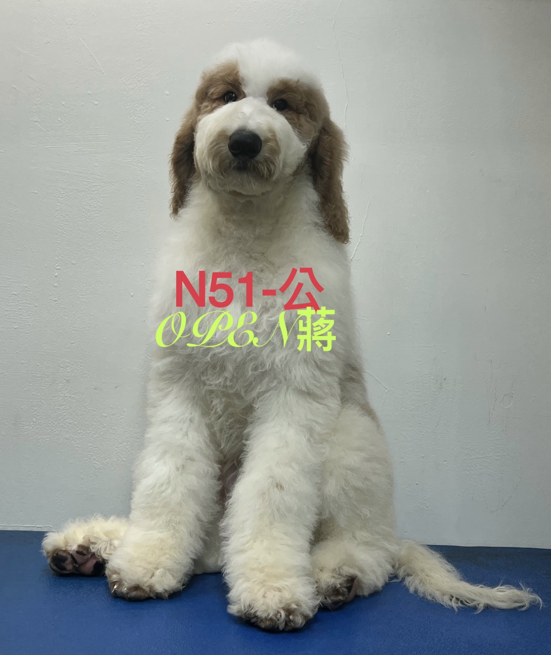 OPEN蔣犬舍／各色巨型貴賓