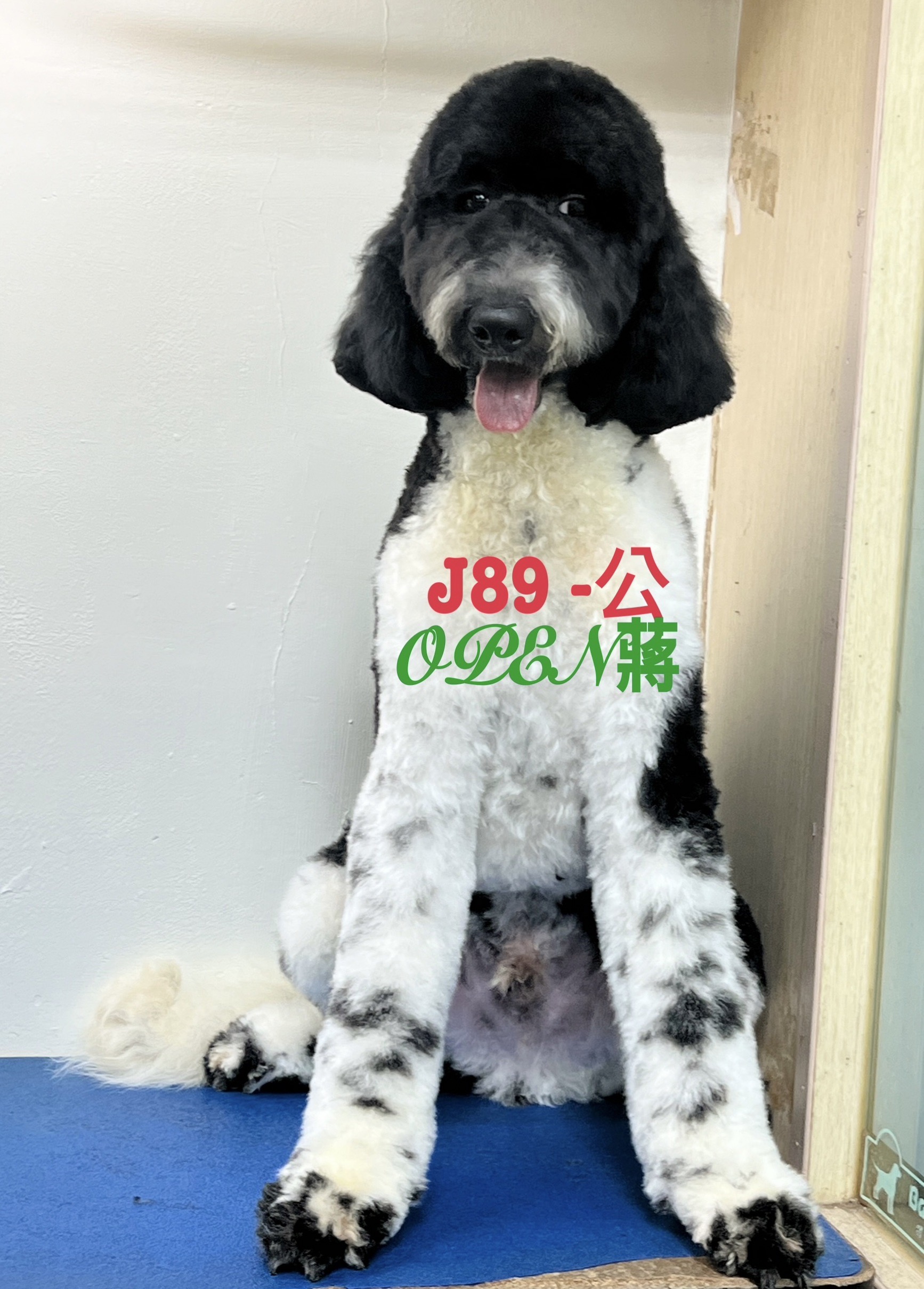 OPEN蔣犬舍／各色巨型貴賓