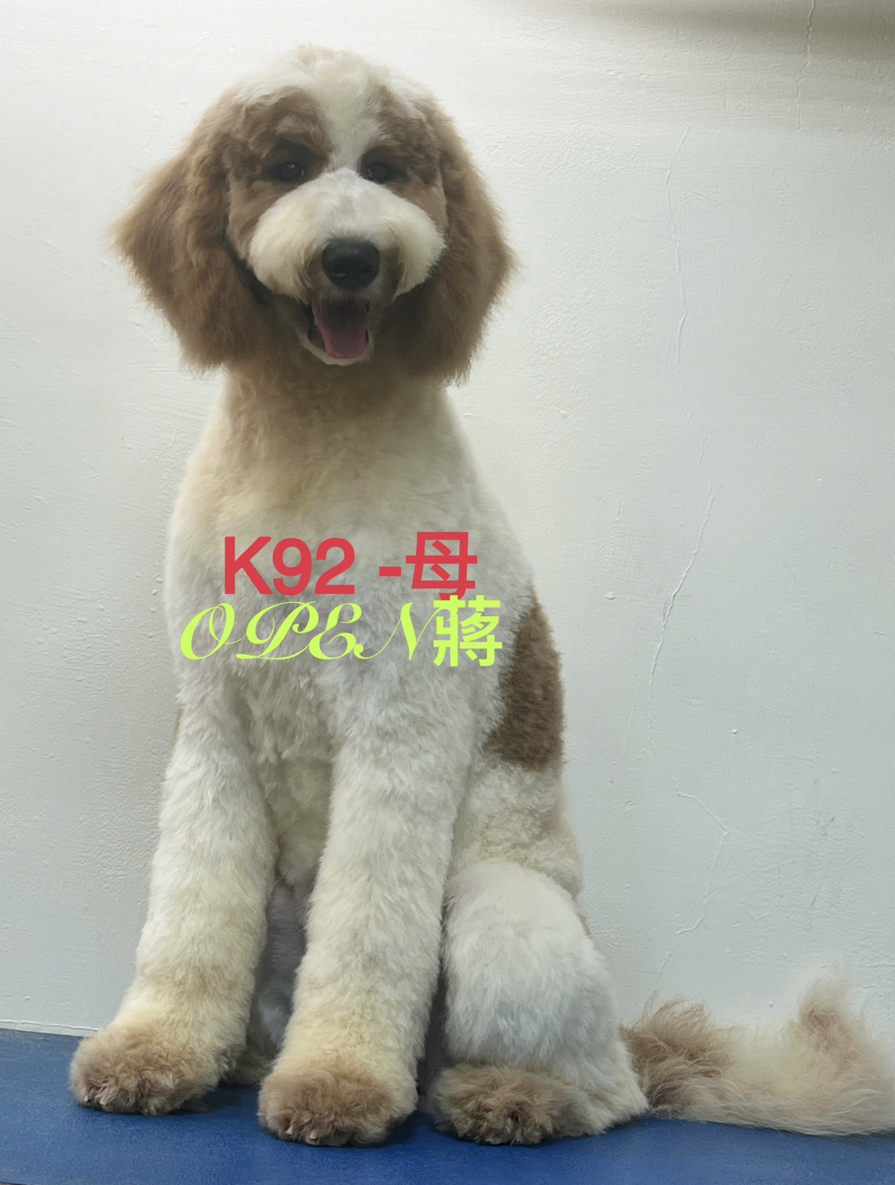 OPEN蔣犬舍／各色巨型貴賓