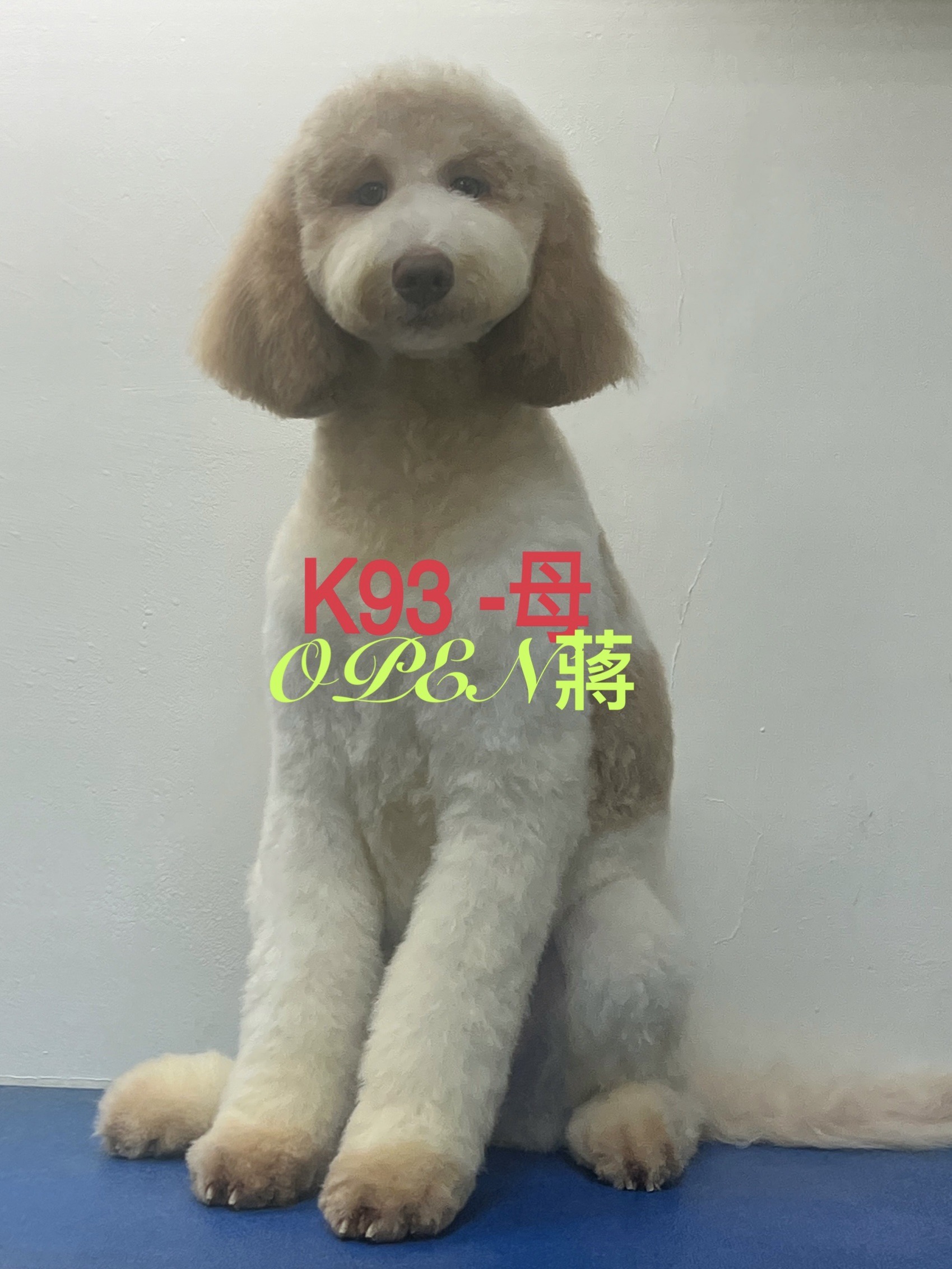 OPEN蔣犬舍／各色巨型貴賓