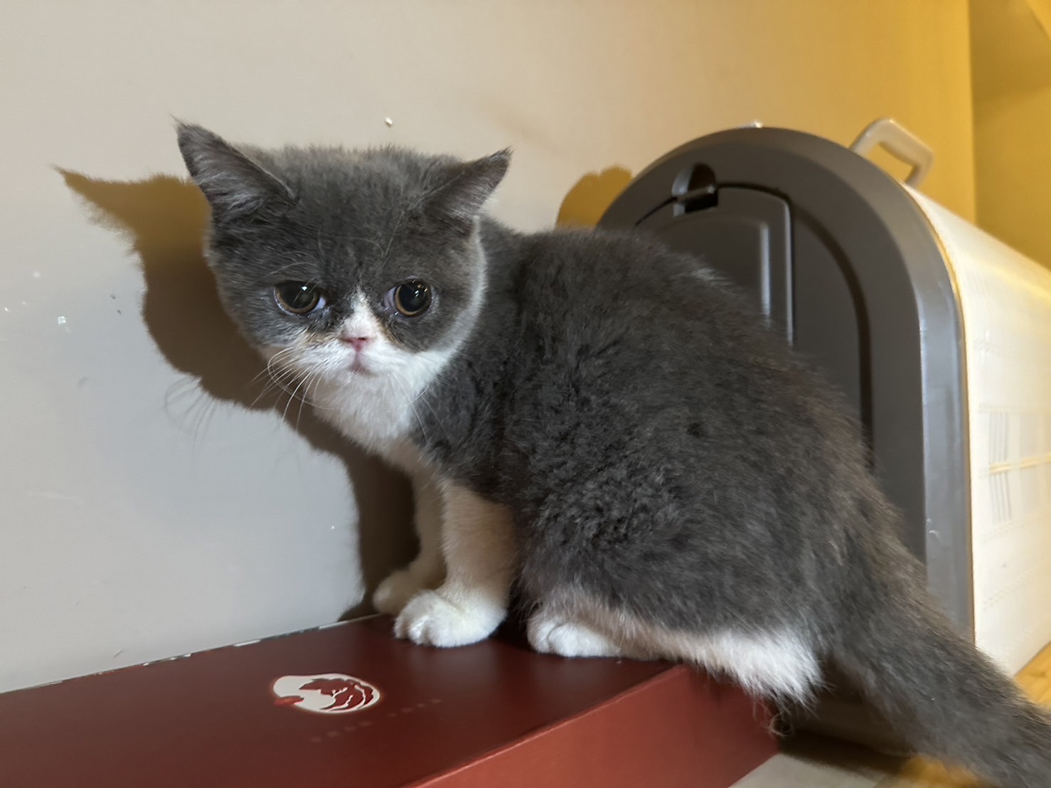 天使貓園／英國短毛貓