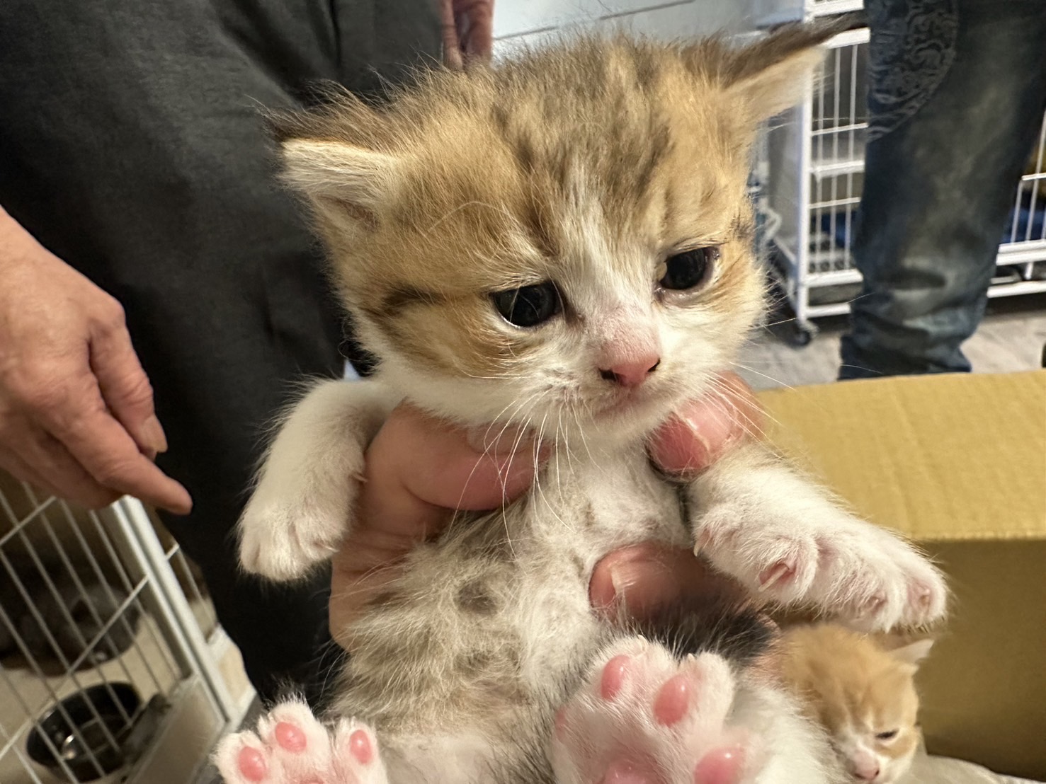 天使貓園／英國短毛貓