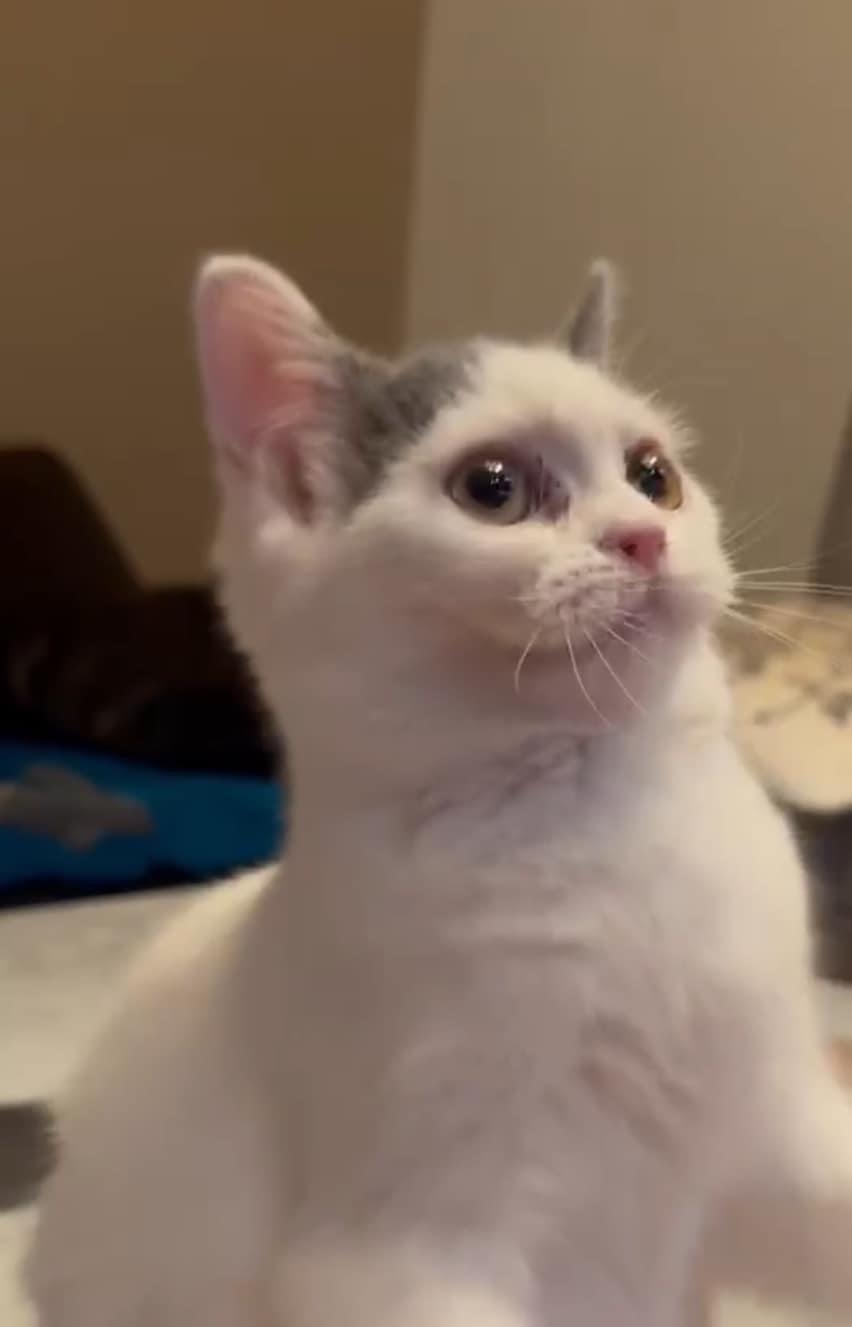 天使貓園／英國短毛貓