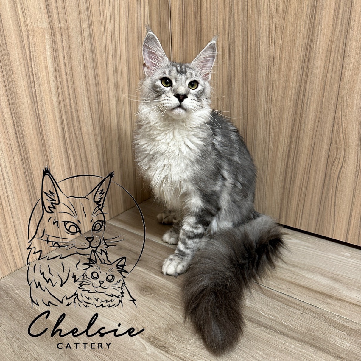 雀而喜貓舍／黑銀虎斑緬因貓