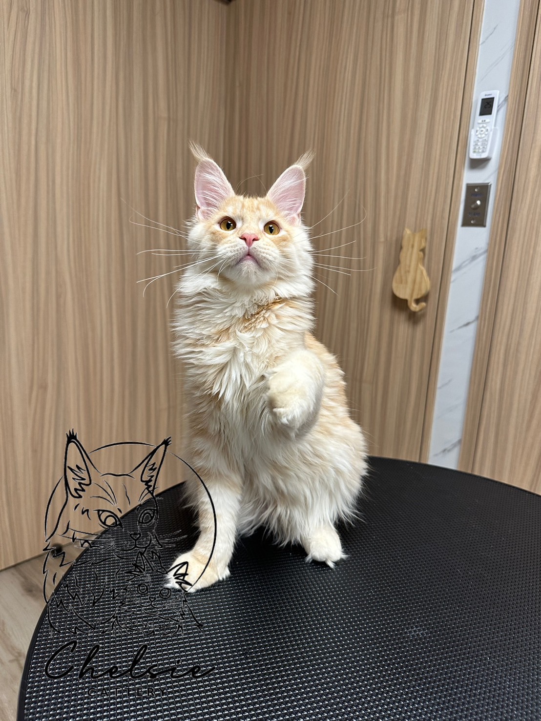 雀而喜貓舍／紅銀虎斑緬因貓