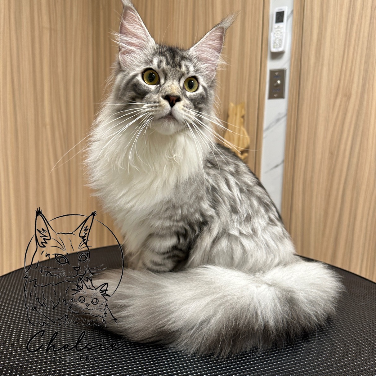 雀而喜貓舍／藍銀虎斑緬因貓