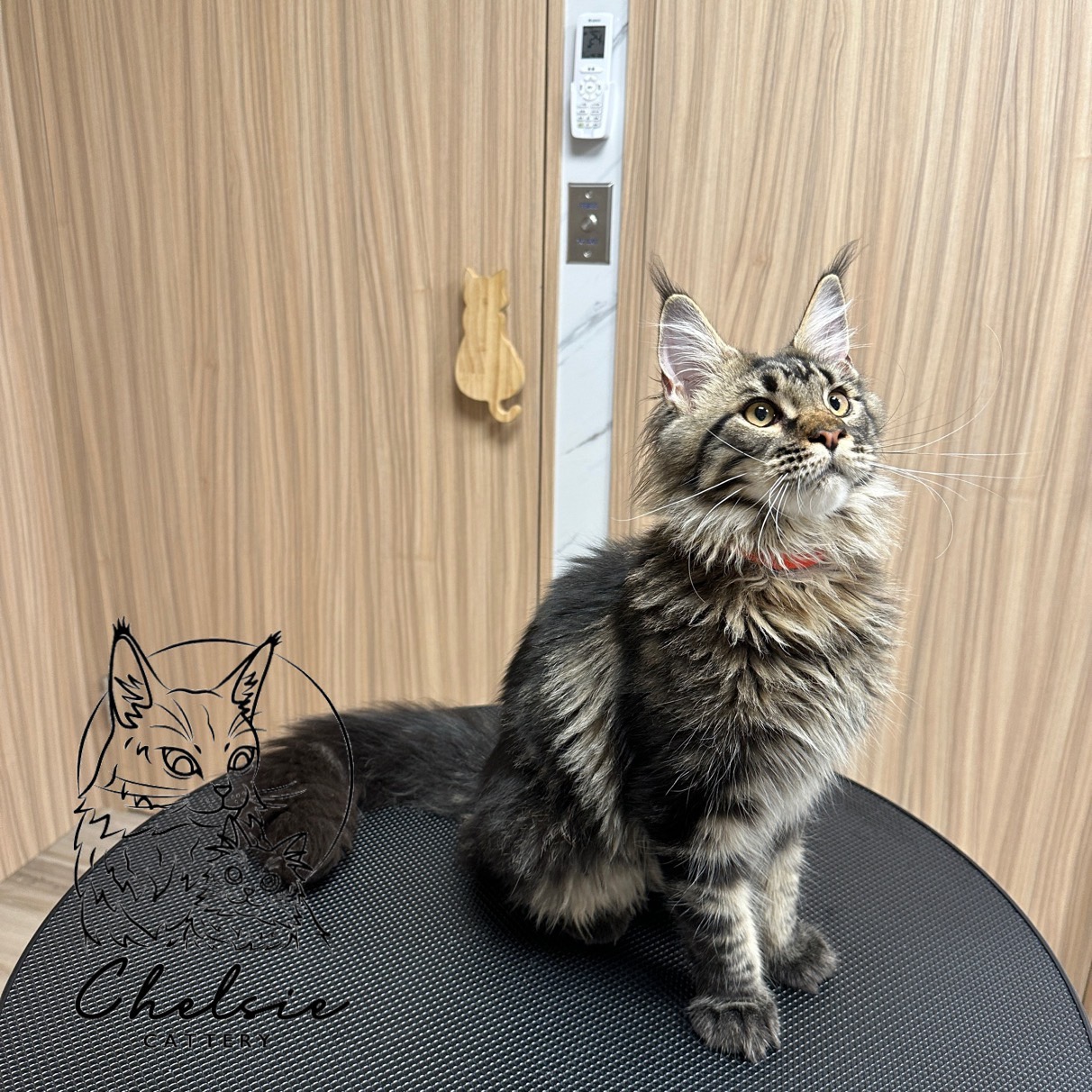 雀而喜貓舍／黑麻紋緬因貓