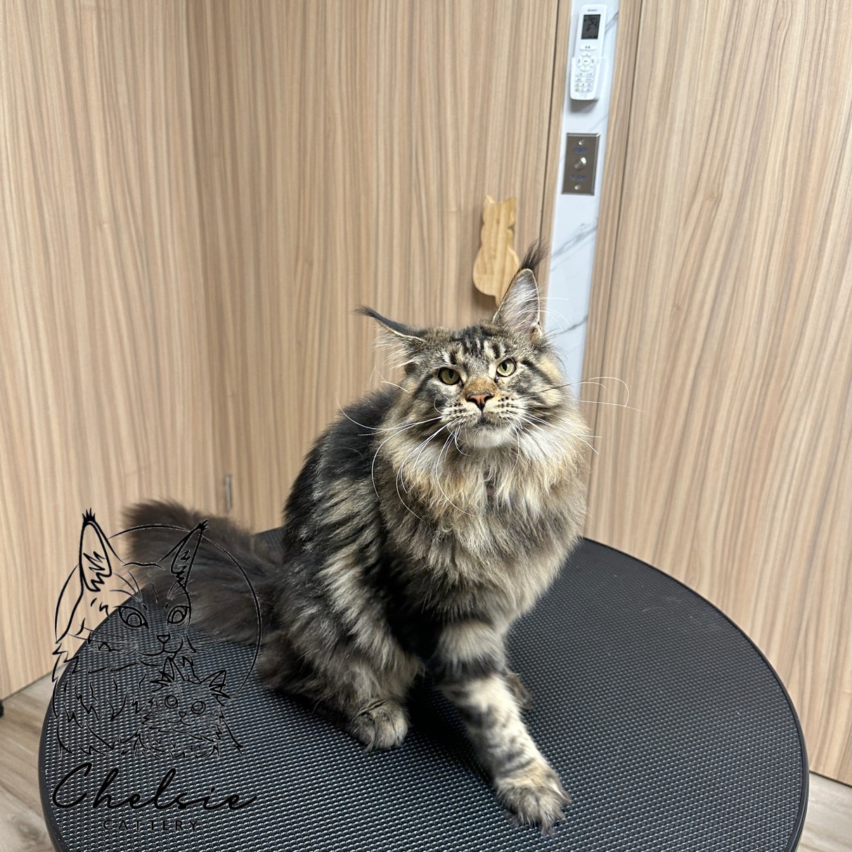 雀而喜貓舍／黑麻紋緬因貓