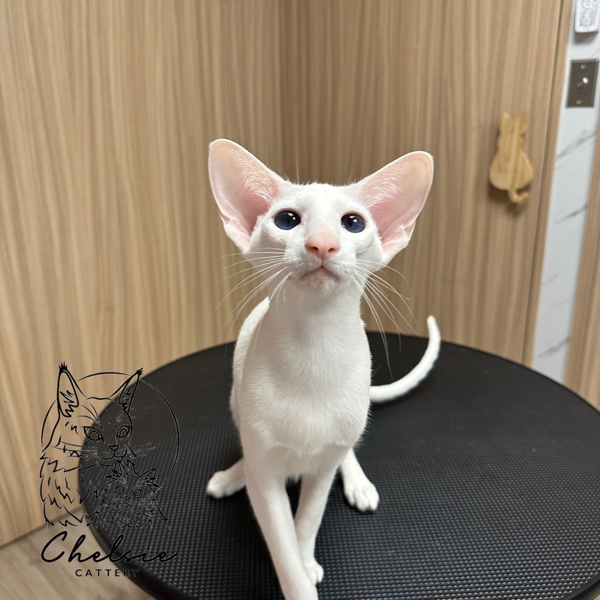 雀而喜貓舍／白色東方短毛貓