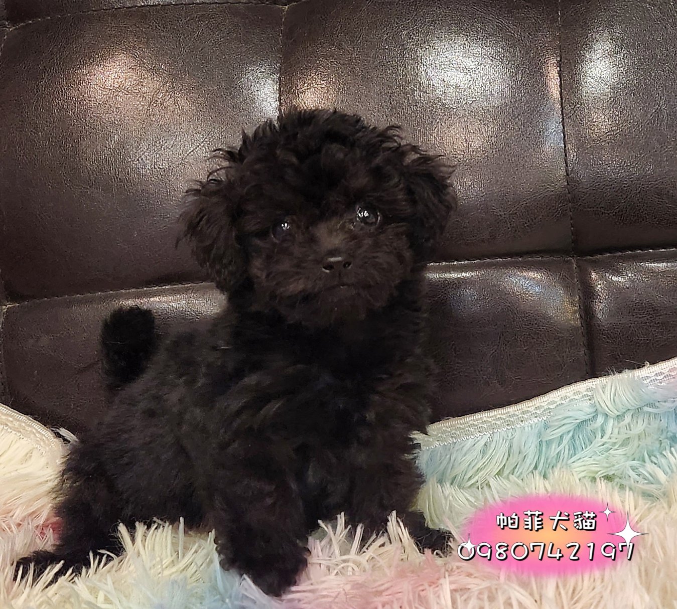 帕菲犬貓園／黑色泰迪貴賓