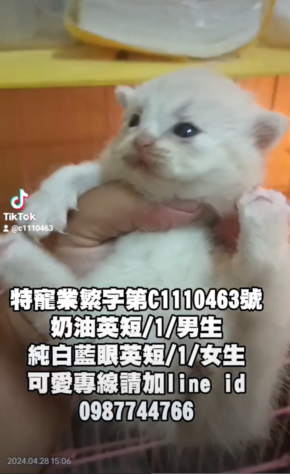 幸福朵貓貓貓舍／奶油&白色英國短毛貓