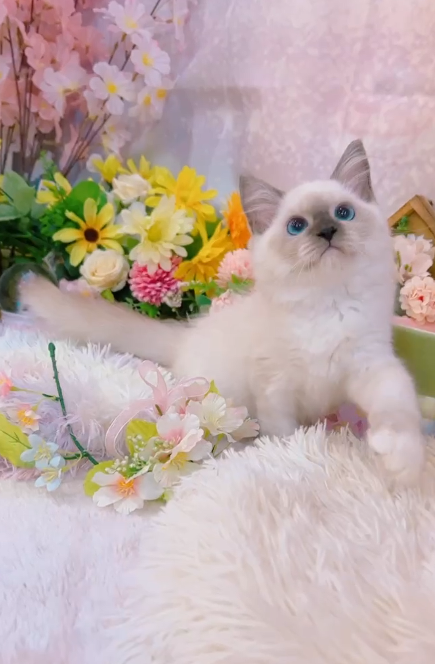 星光貓舍／重點色布偶貓