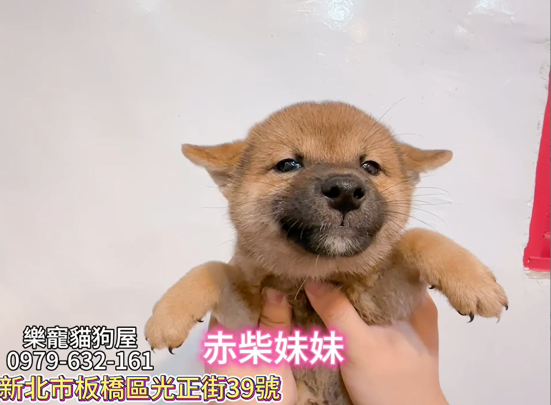 樂寵貓狗屋／赤色柴犬