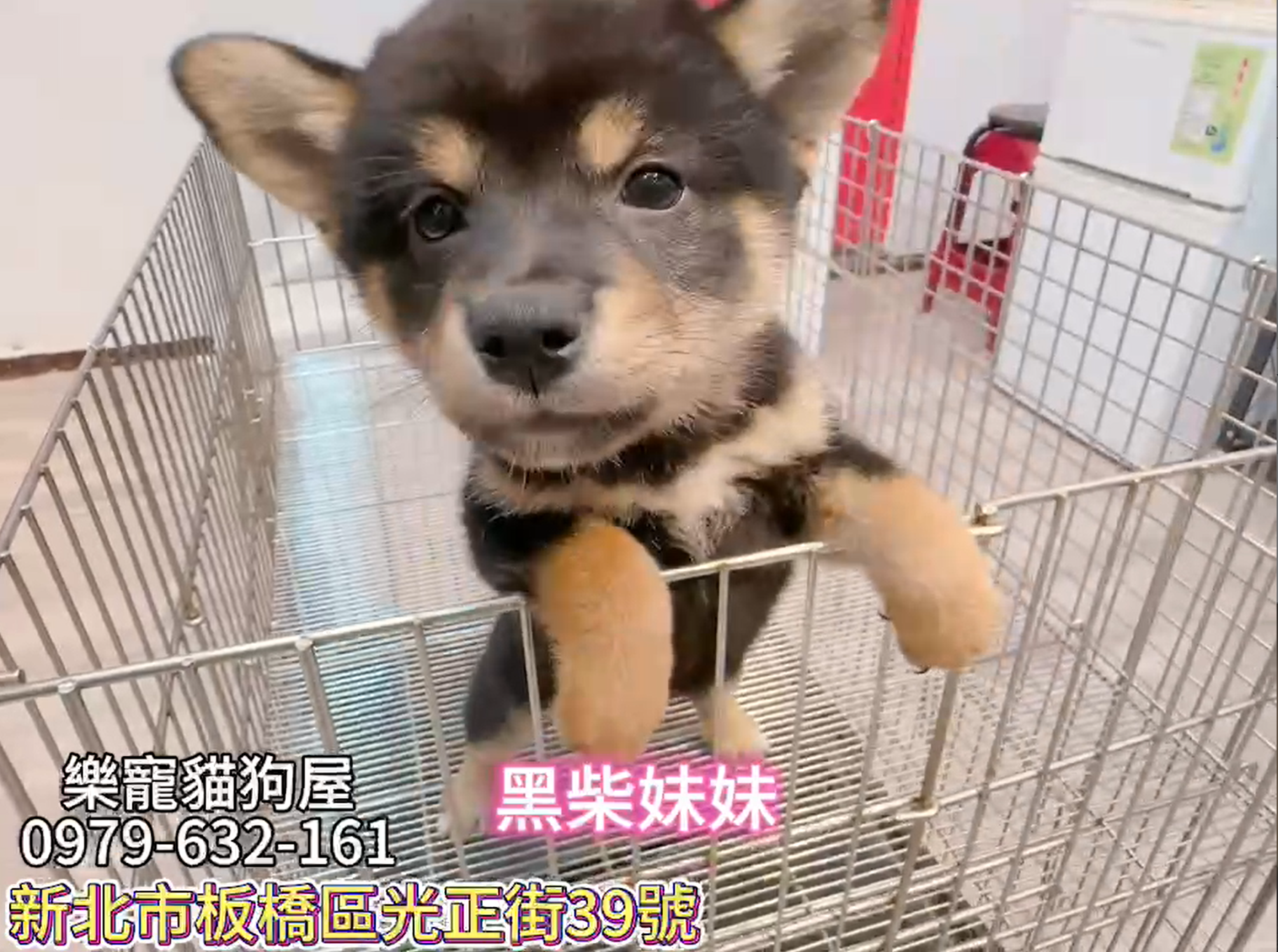 樂寵貓狗屋／黑色柴犬