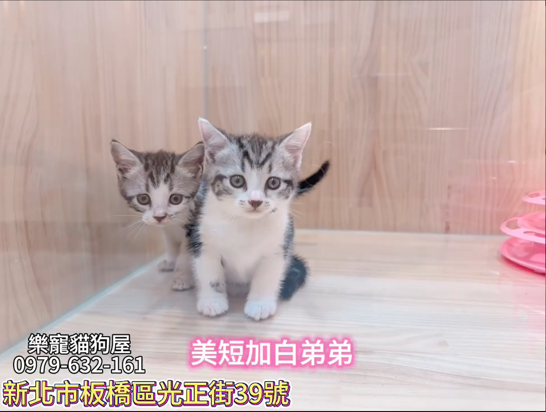 樂寵貓狗屋／加白美國短毛貓