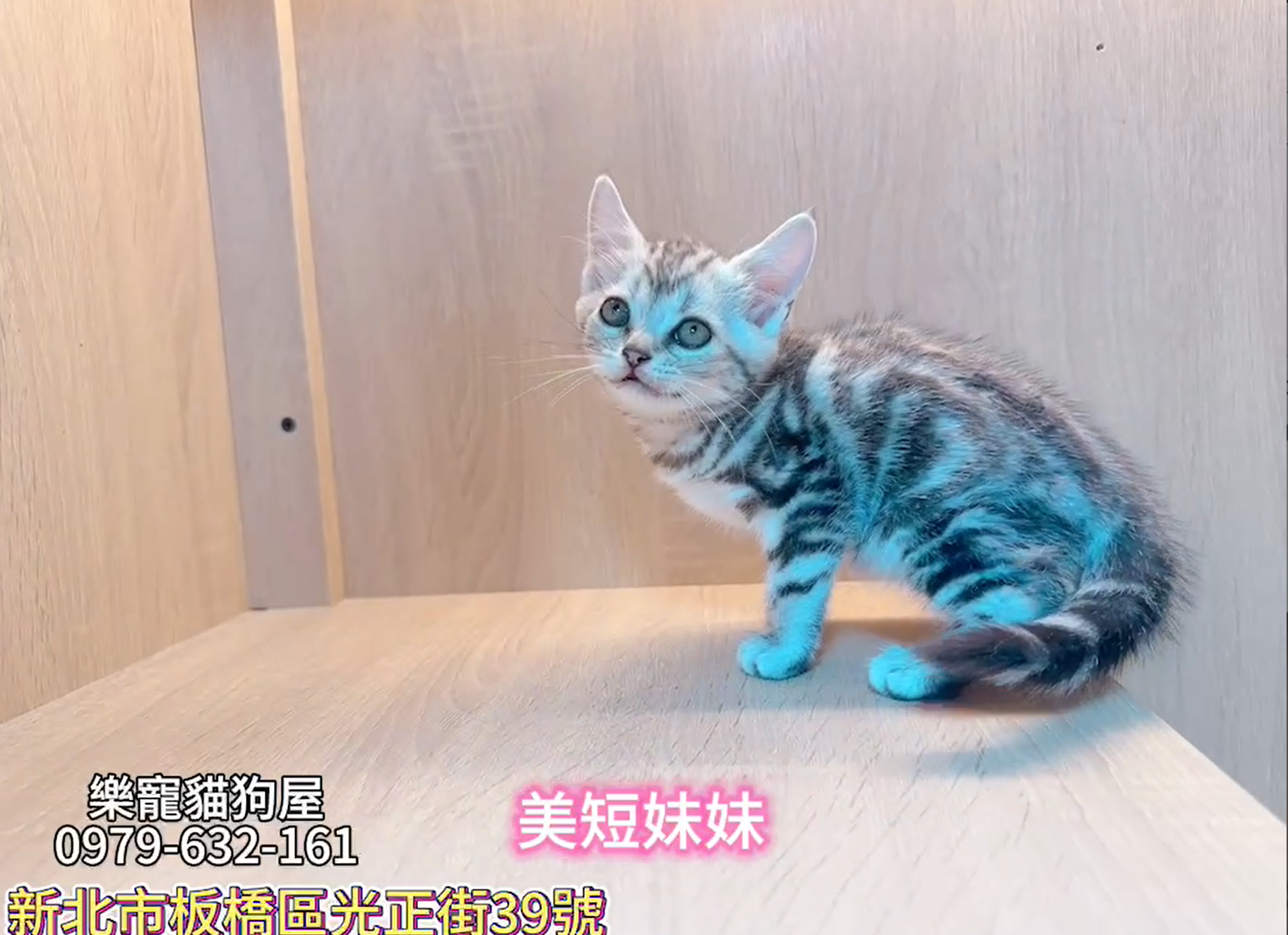 樂寵貓狗屋／銀白色美國短毛貓