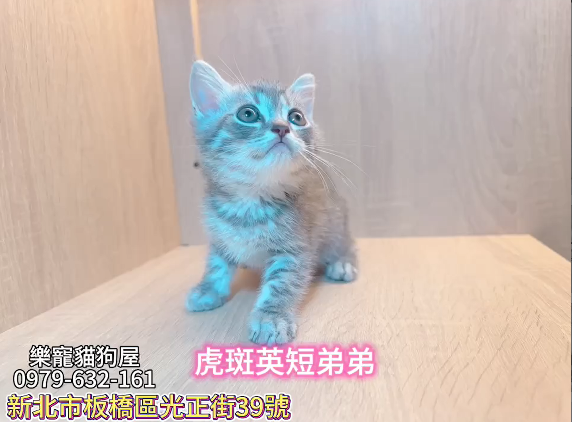 樂寵貓狗屋／虎斑紋英國短毛貓