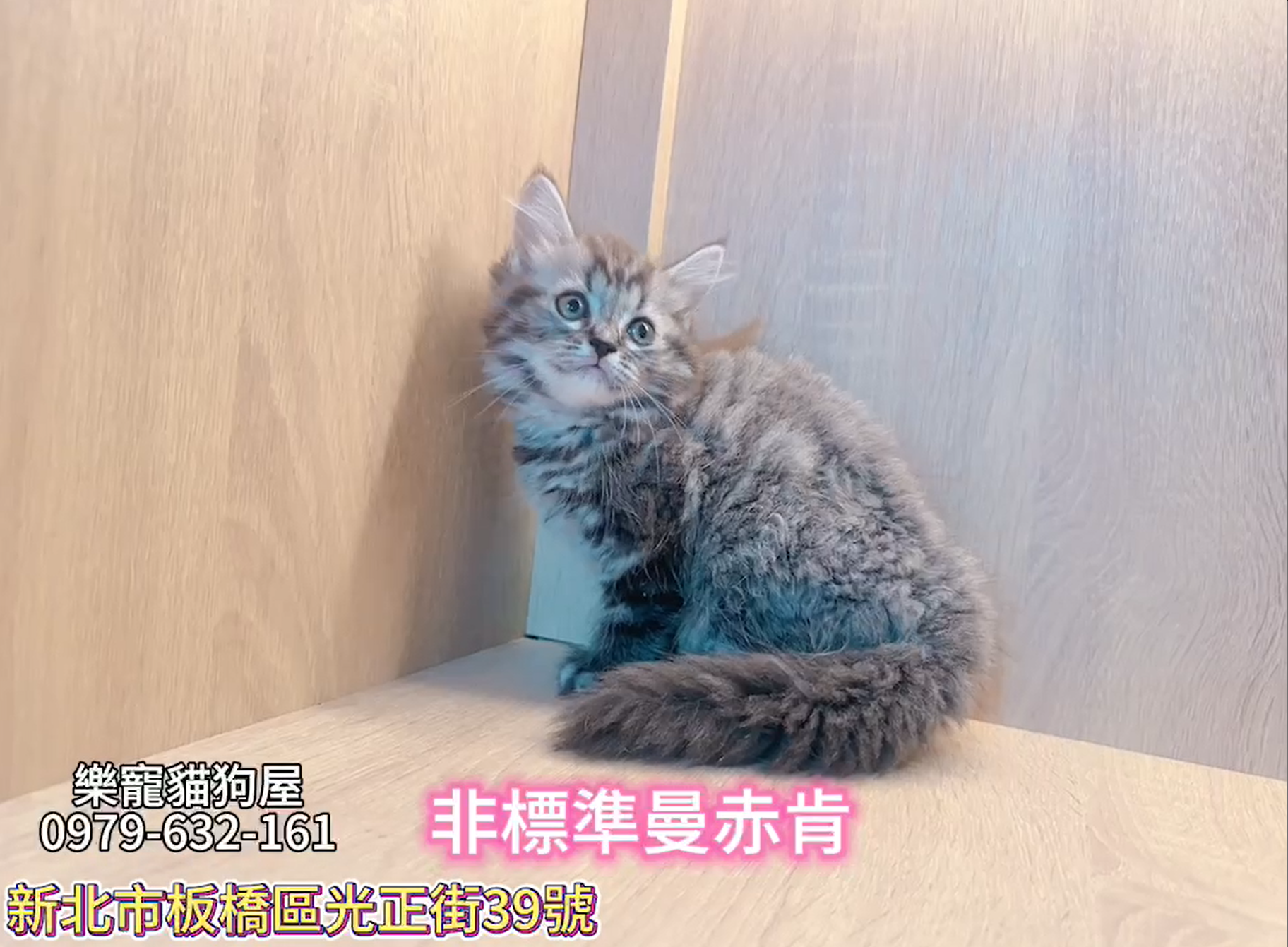樂寵貓狗屋／非標準曼赤肯