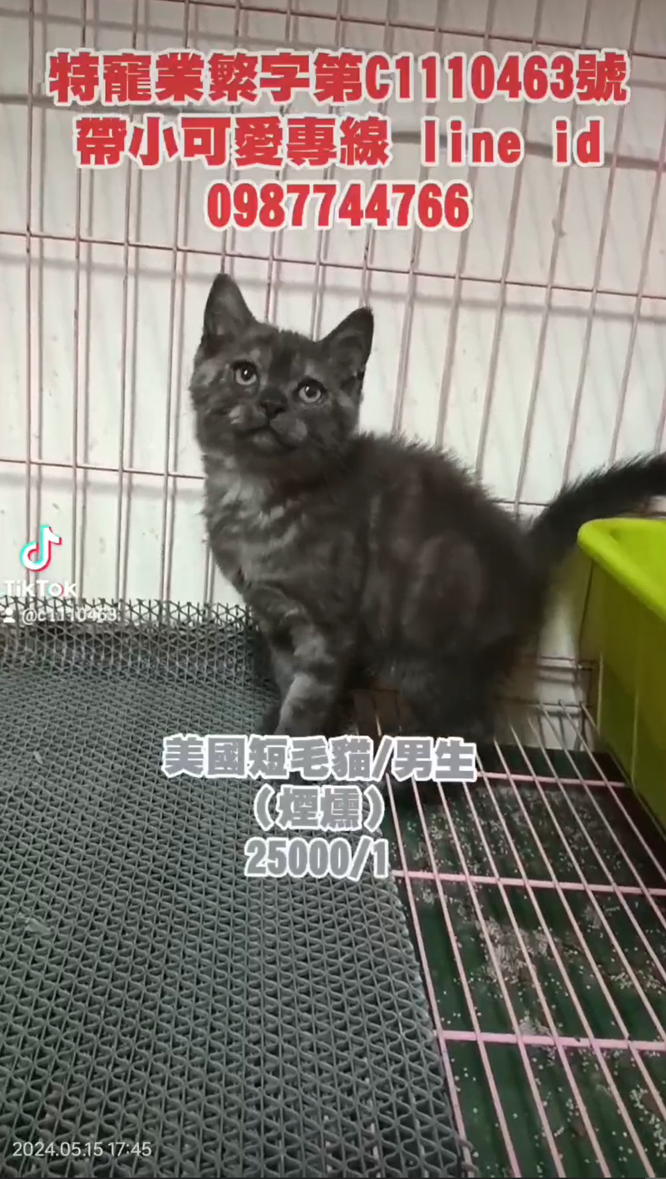 幸福朵貓貓貓舍／煙燻色美國短毛貓