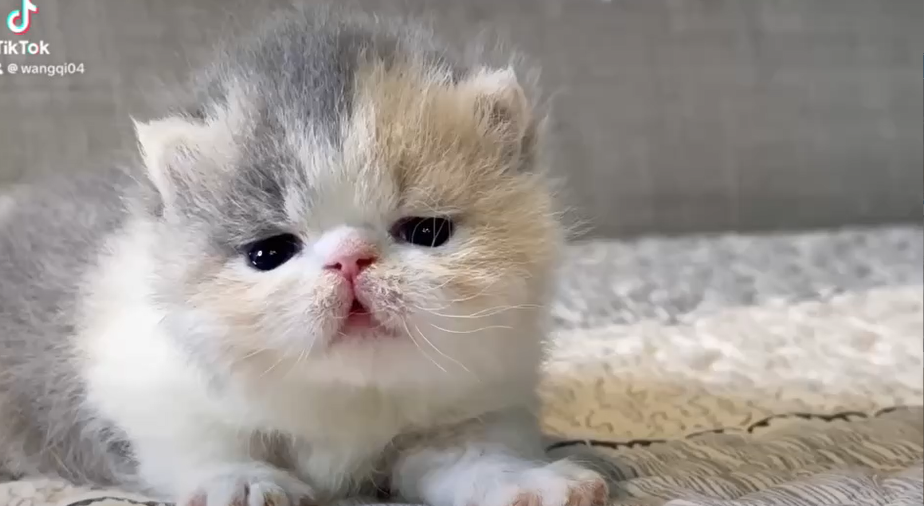 尊爵名皇／藍三花賓士小步舞曲