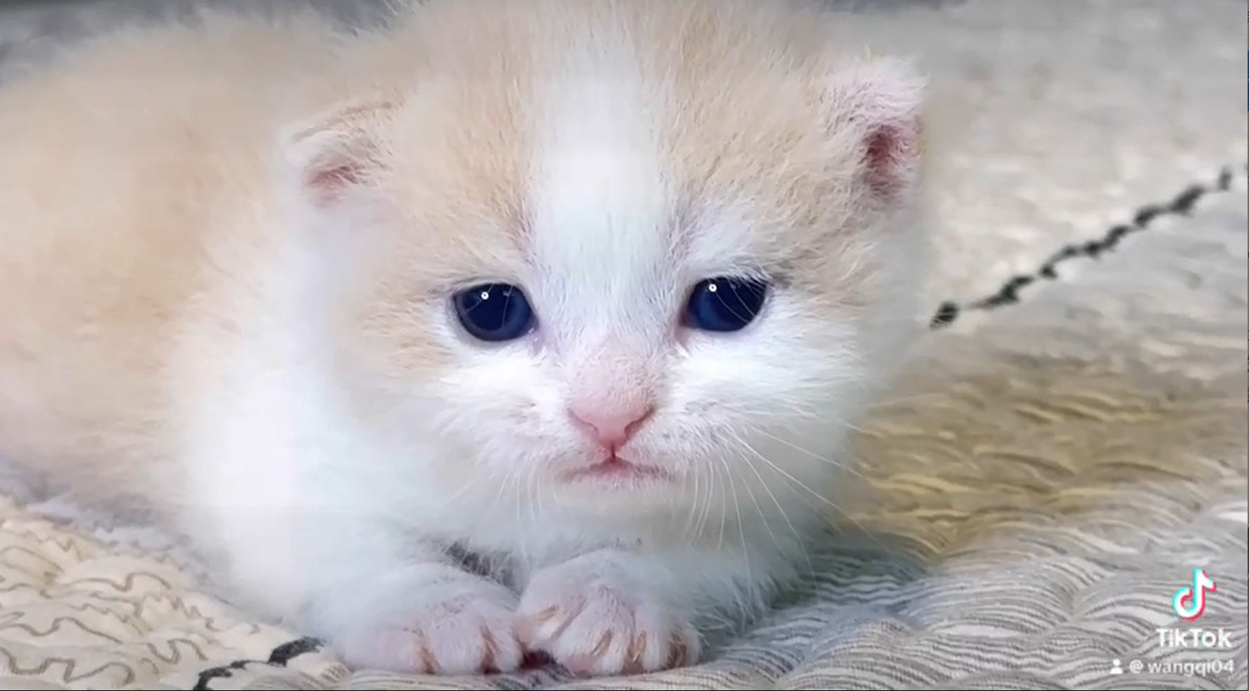 尊爵名皇／奶油賓士小步舞曲