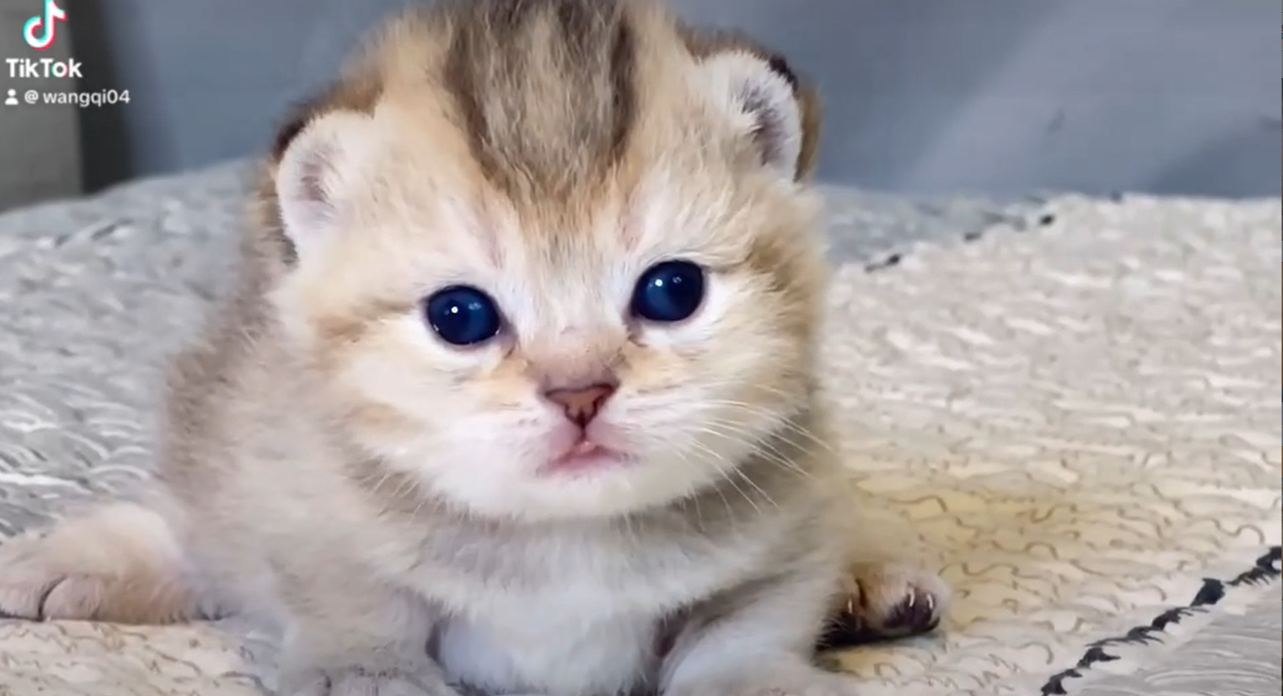 尊爵名皇／巧金漸層曼赤肯