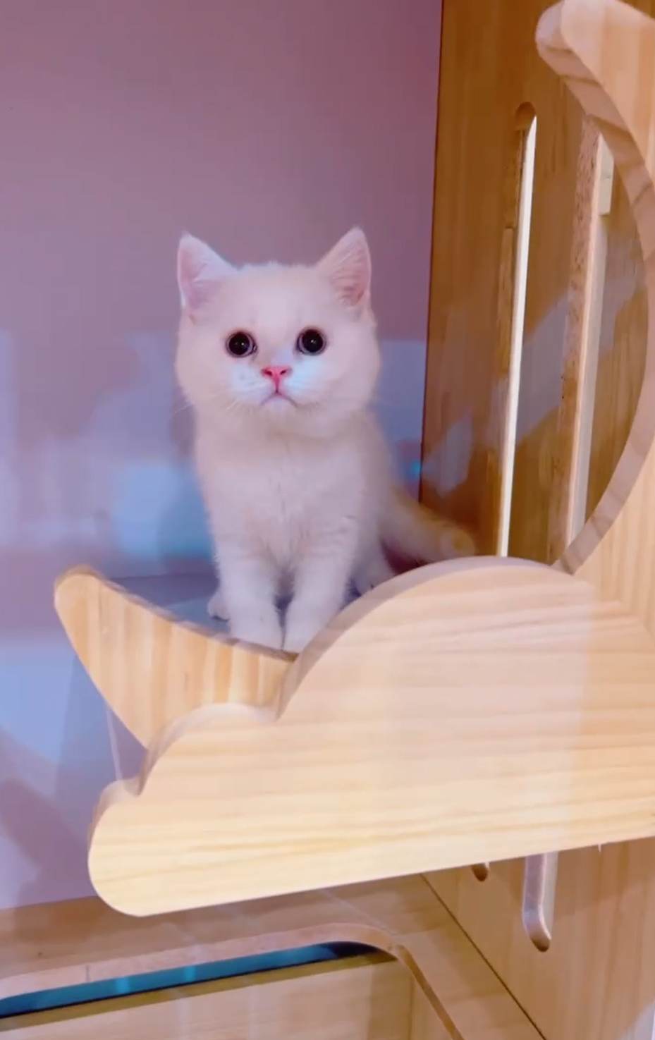 星光貓舍／奶油重點色英國短毛貓