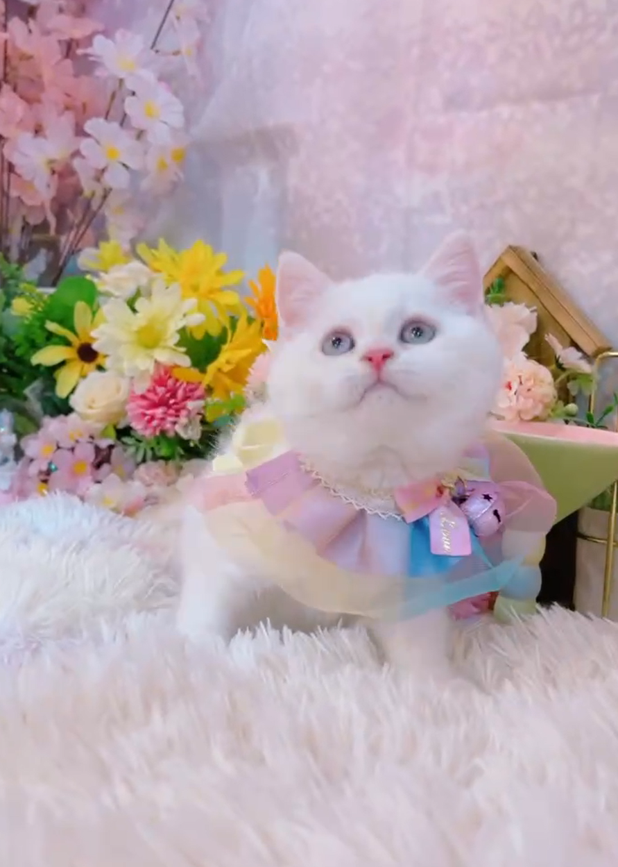 星光貓舍／奶端色英國短毛貓