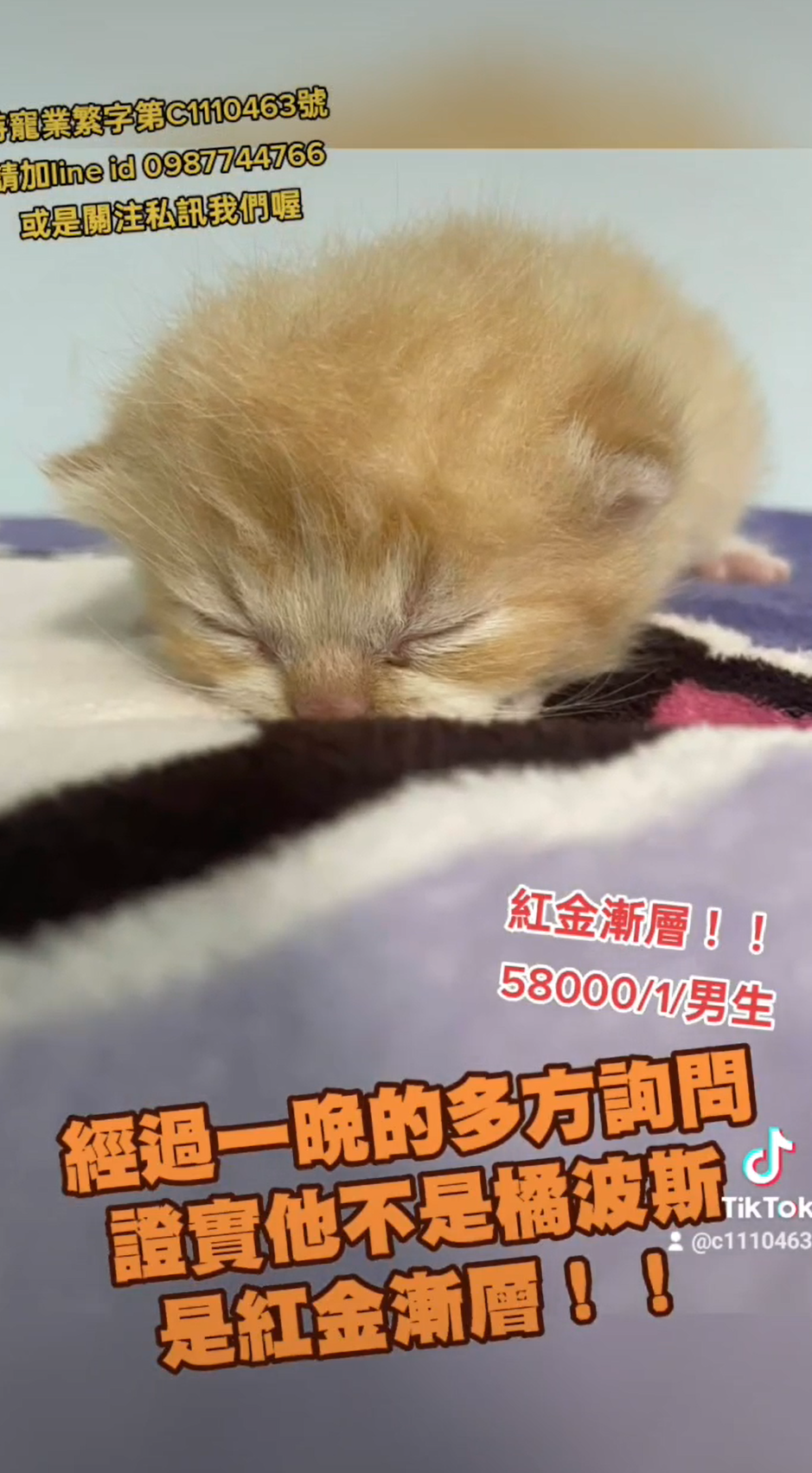 幸福朵貓貓貓舍／紅金漸層英國短毛貓