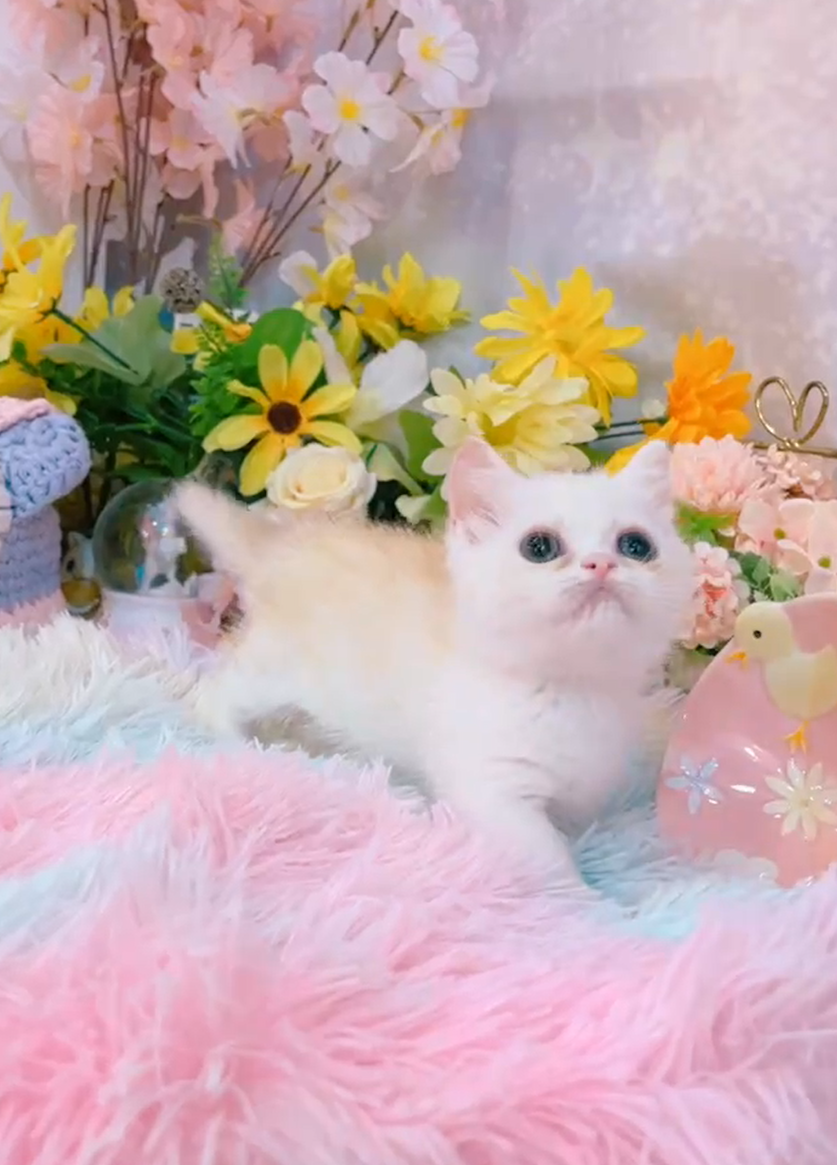 星光貓舍／淺奶油色小步舞曲