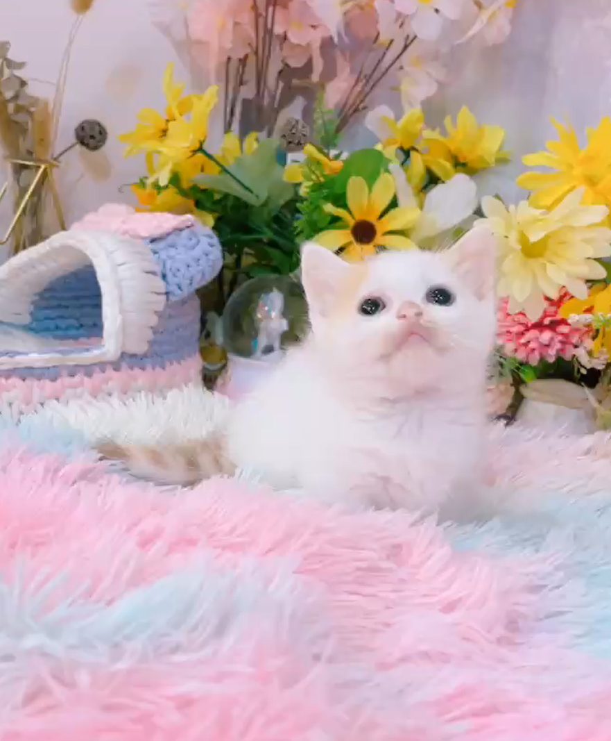 星光貓舍／三花梵色曼赤肯