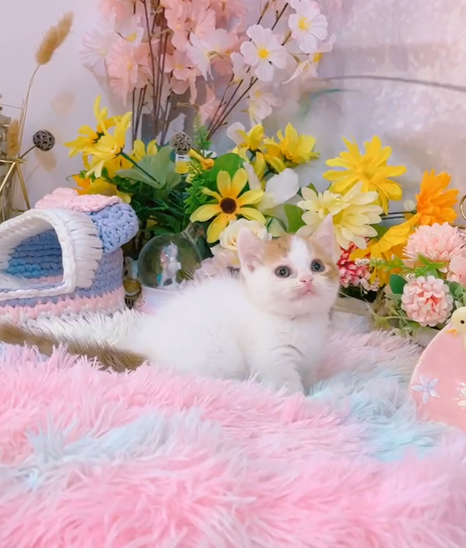 星光貓舍／肉桂三花梵色曼赤肯