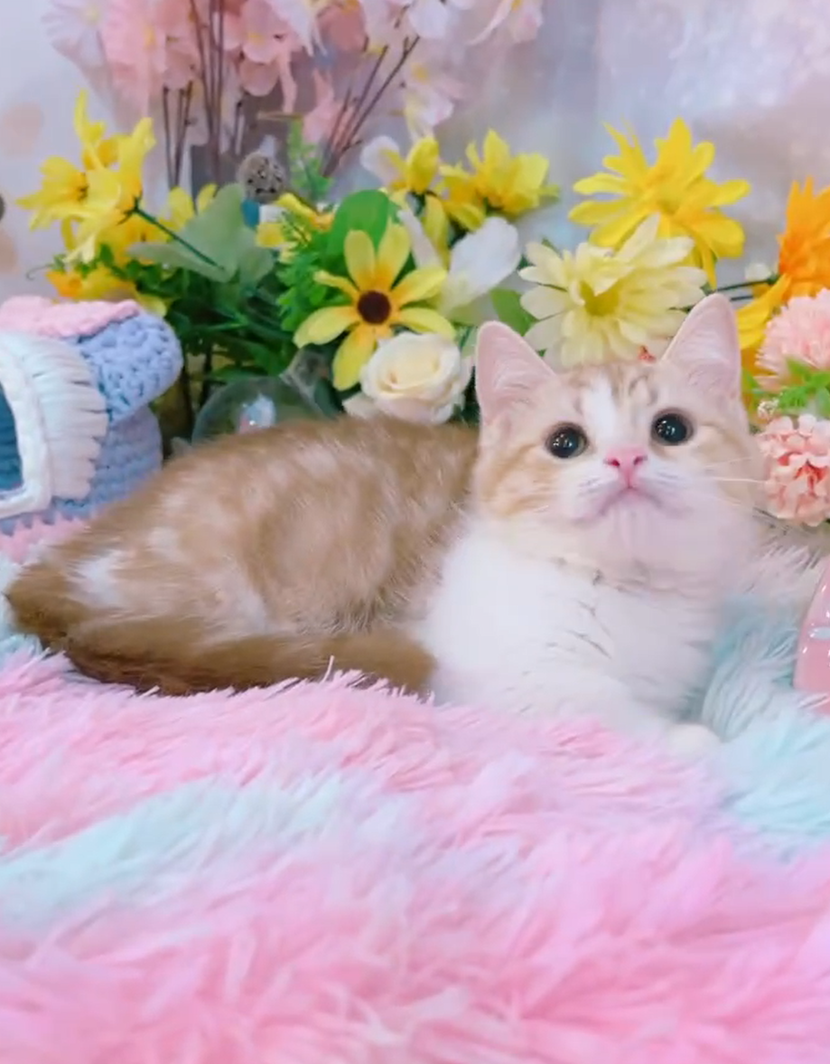 星光貓舍／銀肉桂水貂曼赤肯