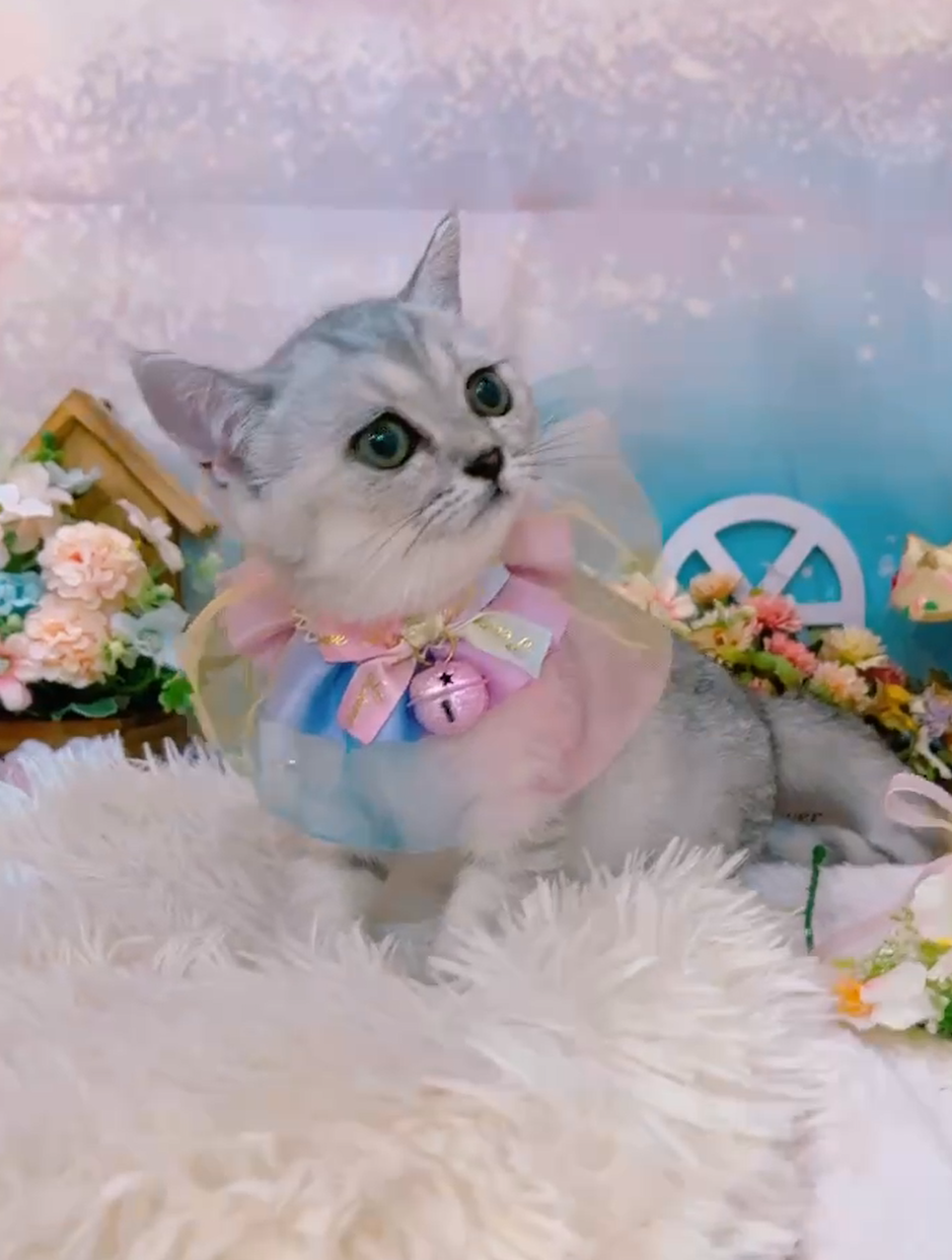 星光貓舍／銀灰色英國短毛貓