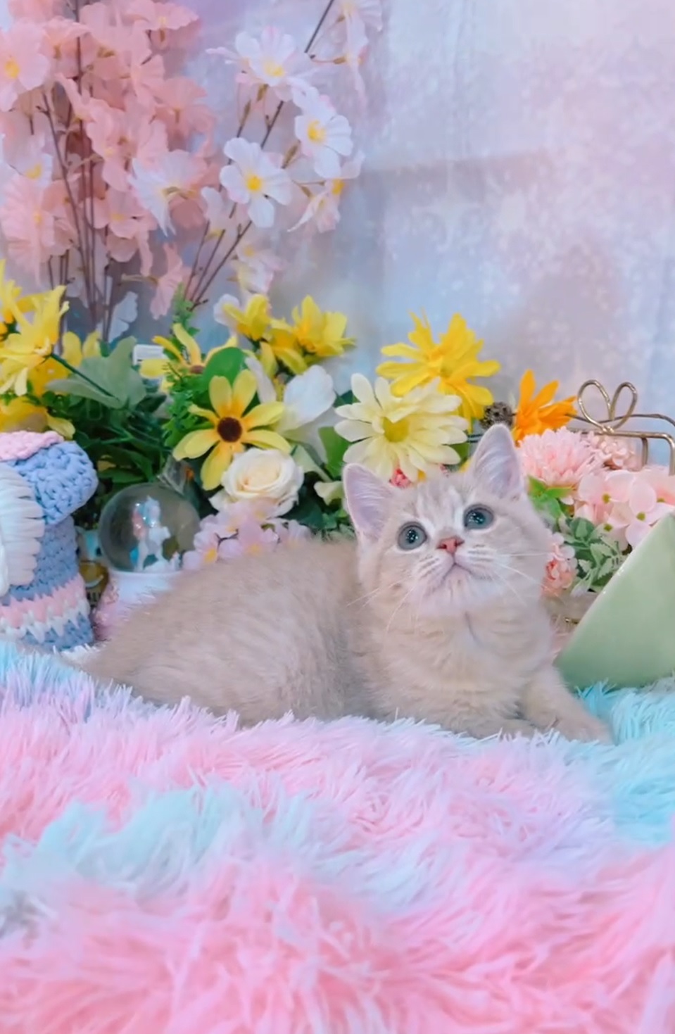 星光貓舍／銀紫丁英國短毛貓