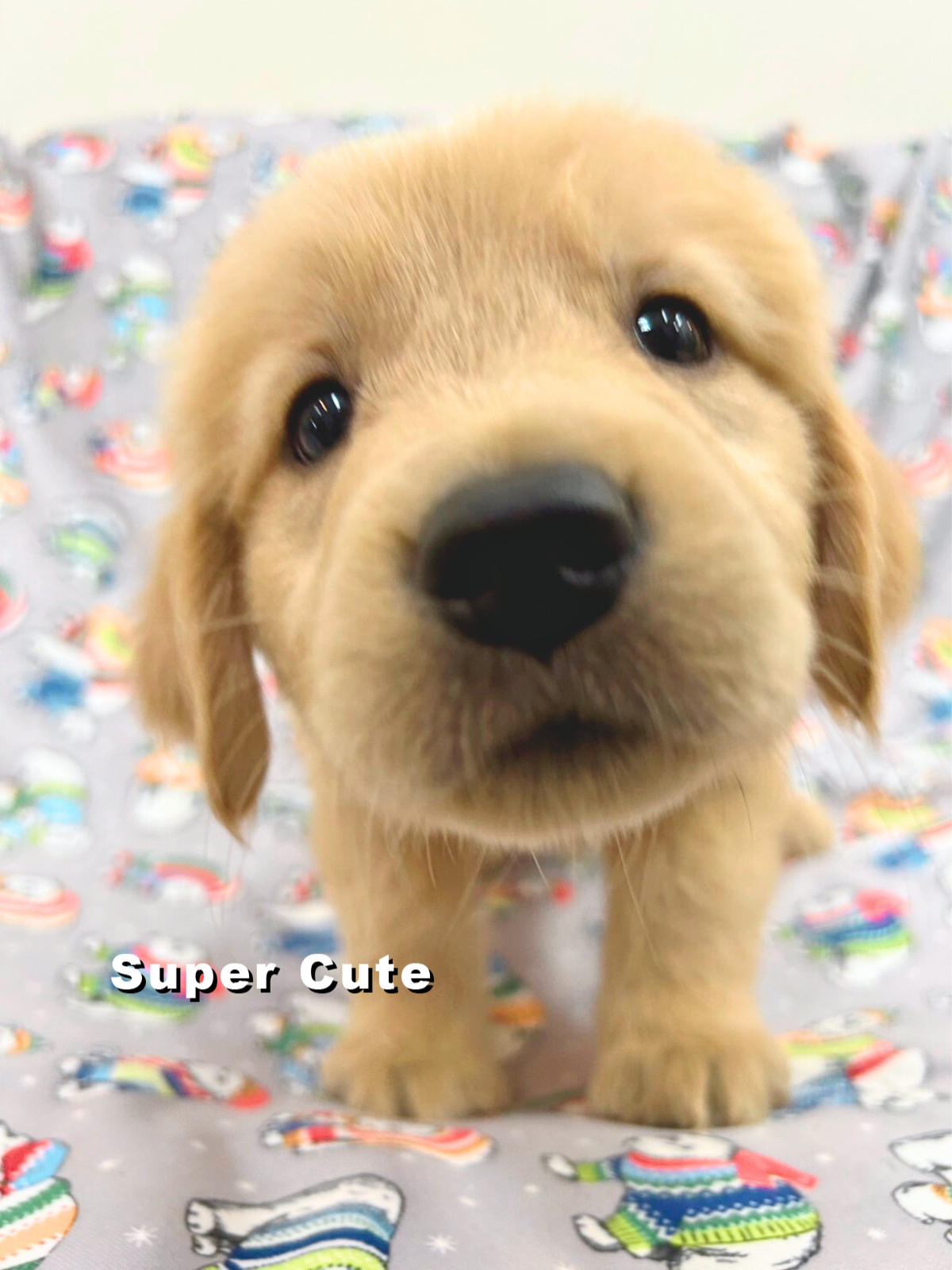 超可愛名犬社／黃金獵犬