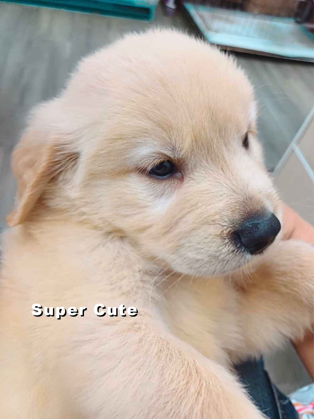 超可愛名犬社／黃金獵犬