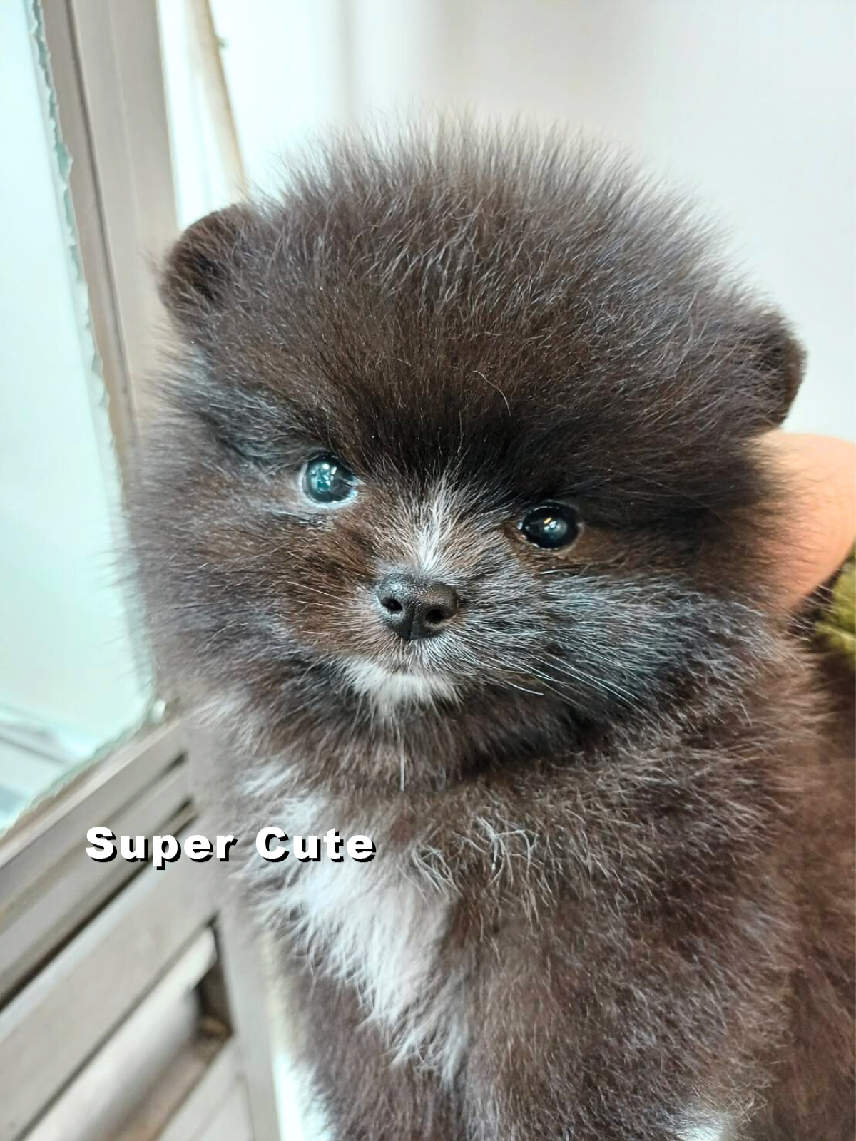 超可愛名犬社／博美犬