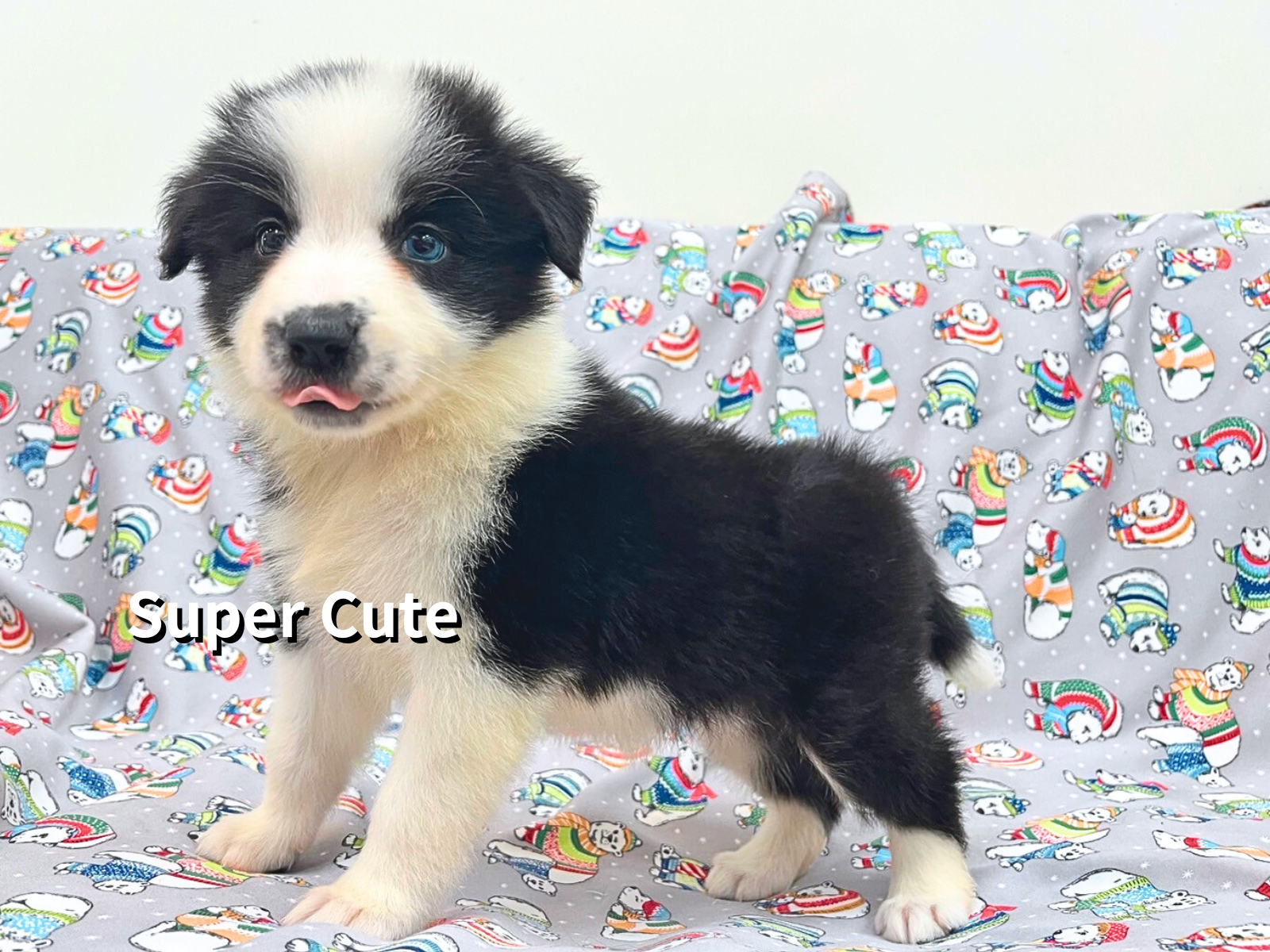 超可愛名犬社／邊境牧羊犬