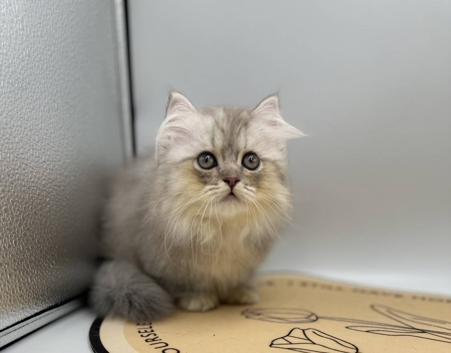 刻在你心底的貓／銀白色小步舞曲