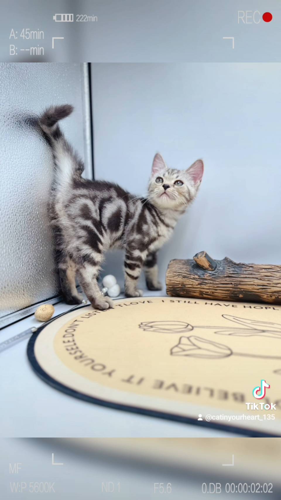 刻在你心底的貓／銀白螺旋紋美國短毛貓