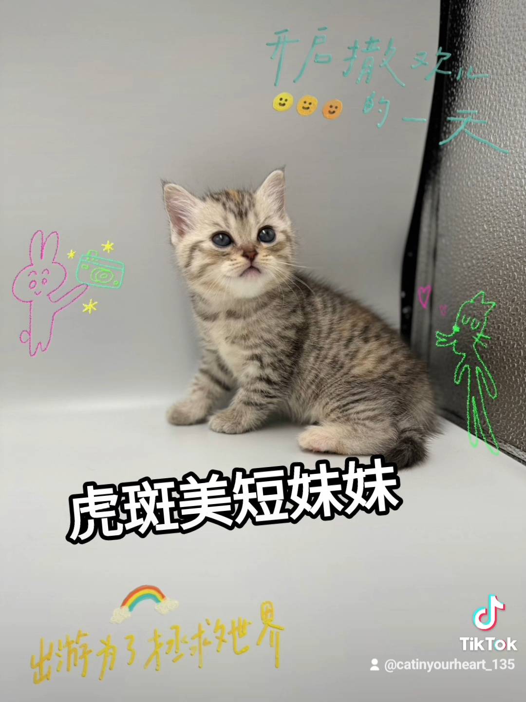 刻在你心底的貓／虎斑紋美國短毛貓