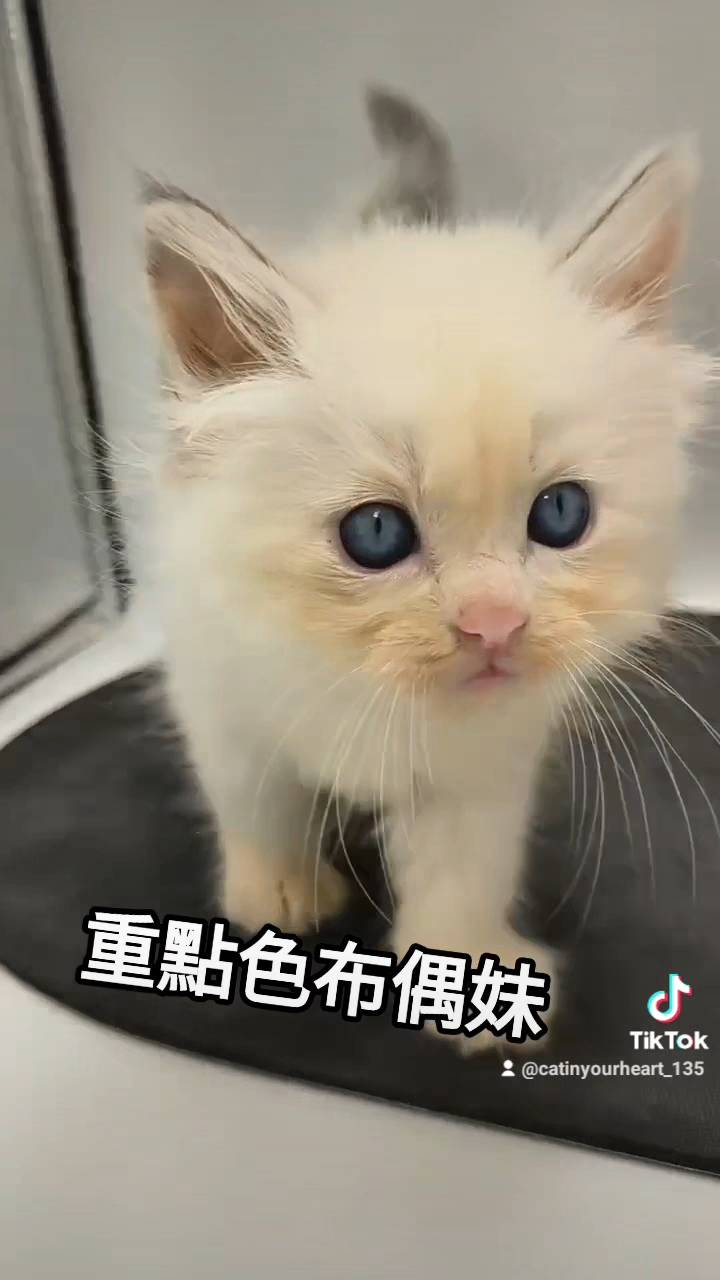 刻在你心底的貓／重點色布偶貓