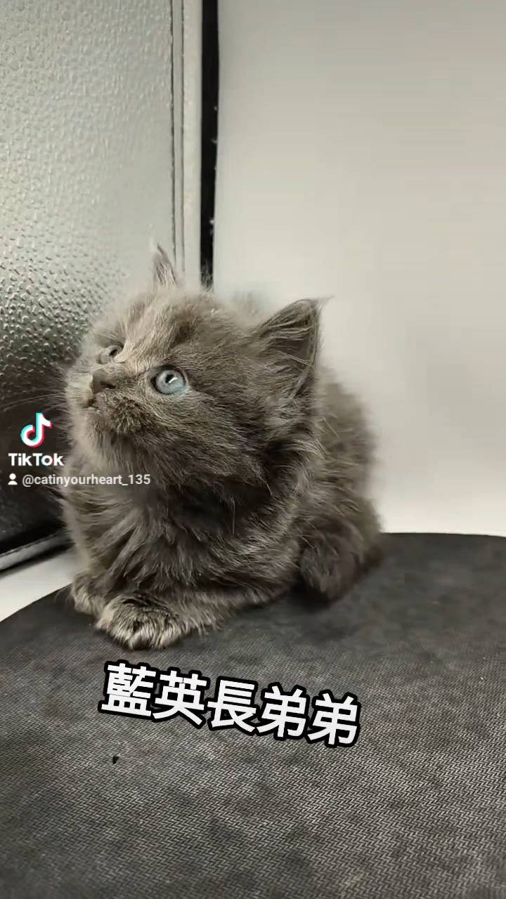 刻在你心底的貓／藍色英國長毛貓