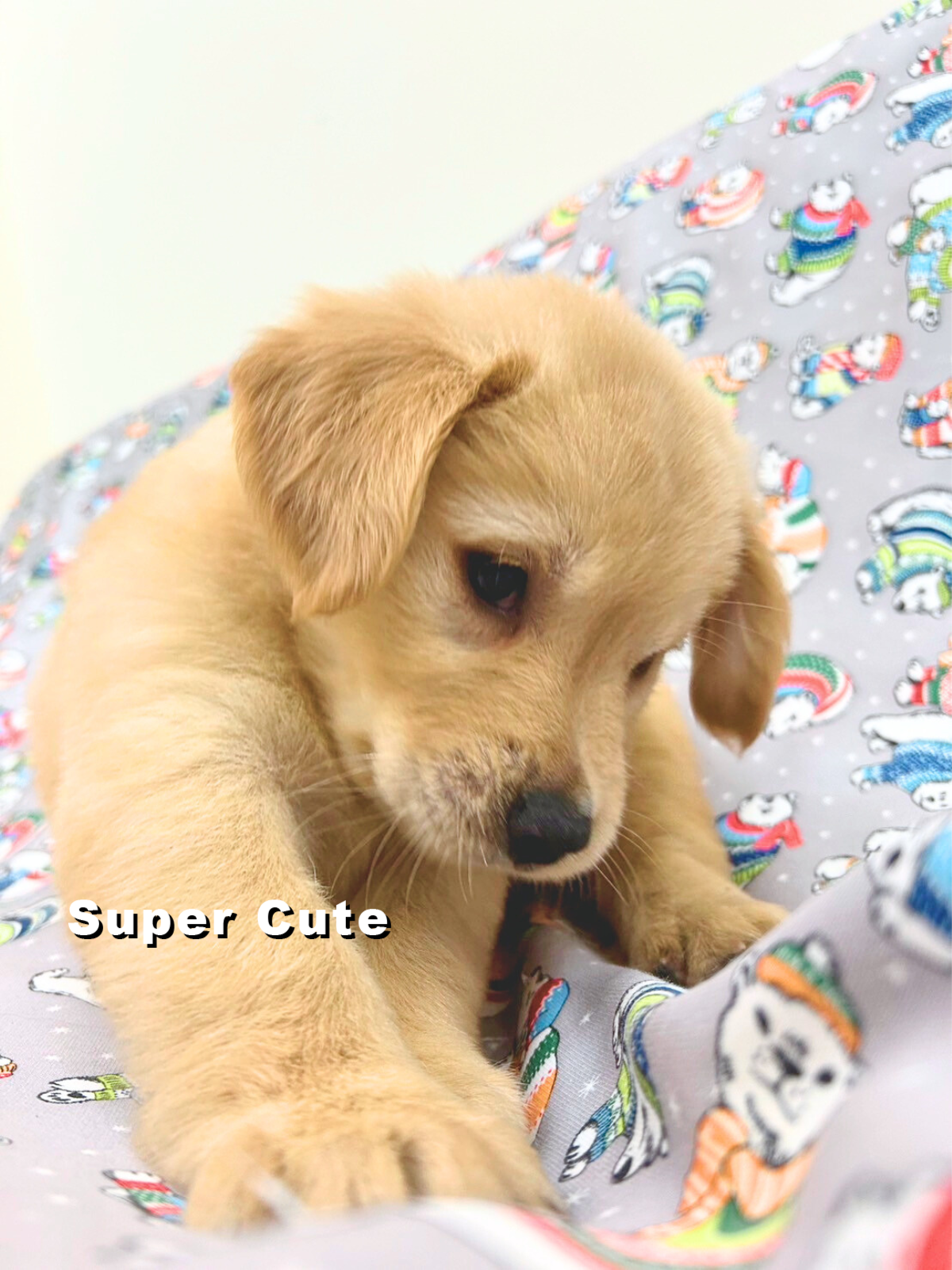 超可愛名犬社／黃金獵犬