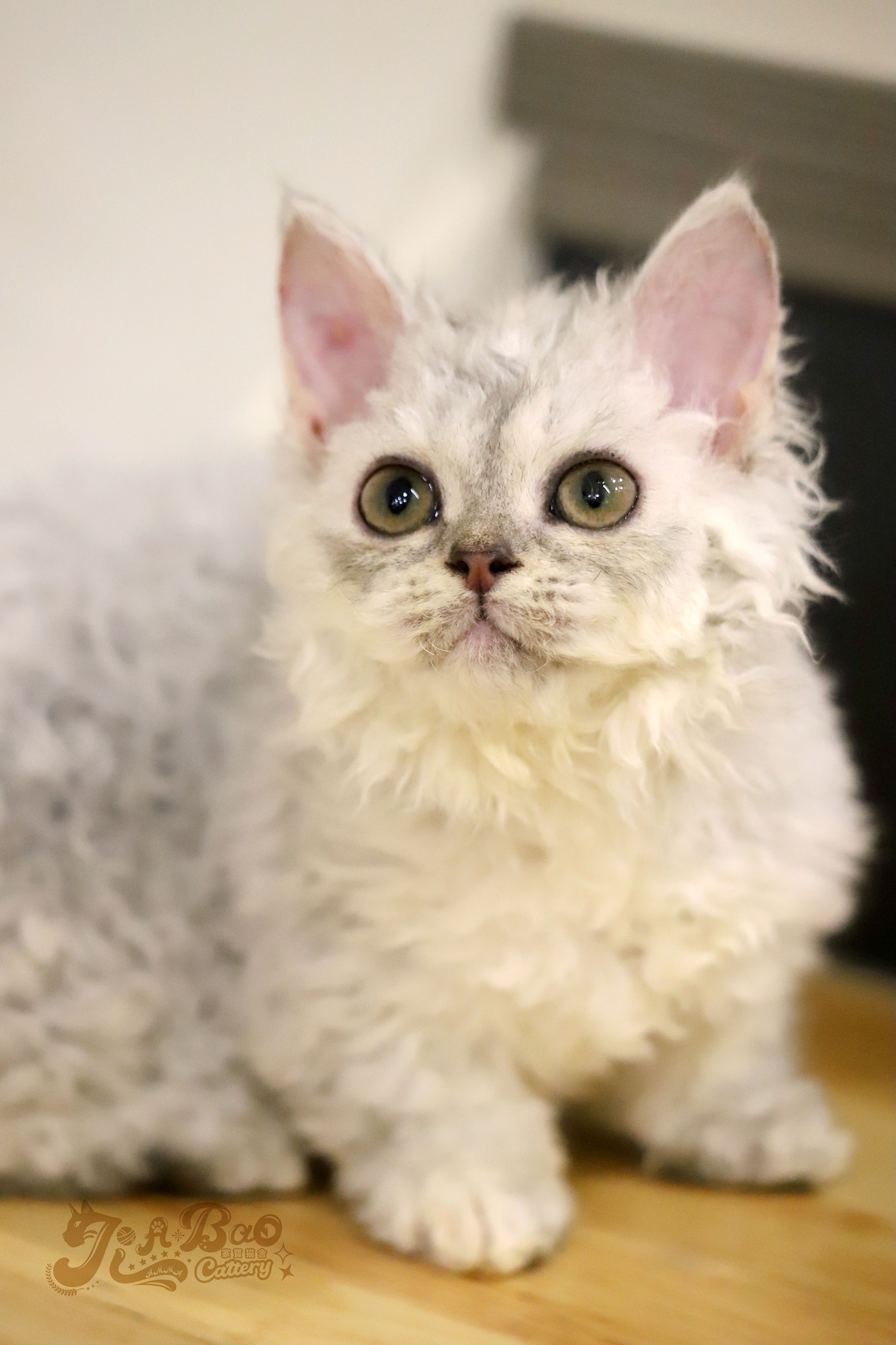 家寶寵物／銀漸層自然捲小步舞曲