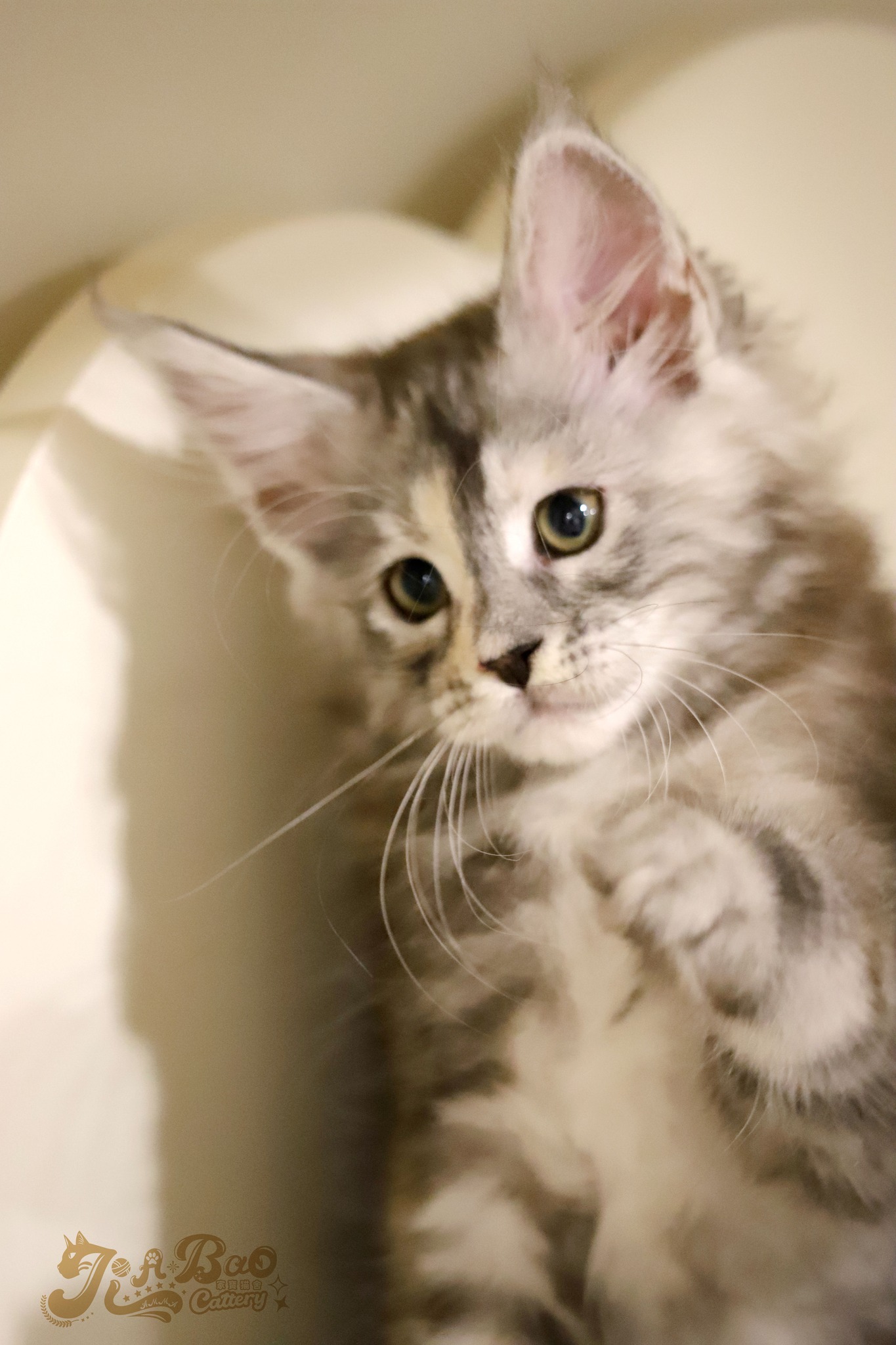 家寶寵物／銀玳瑁緬因貓