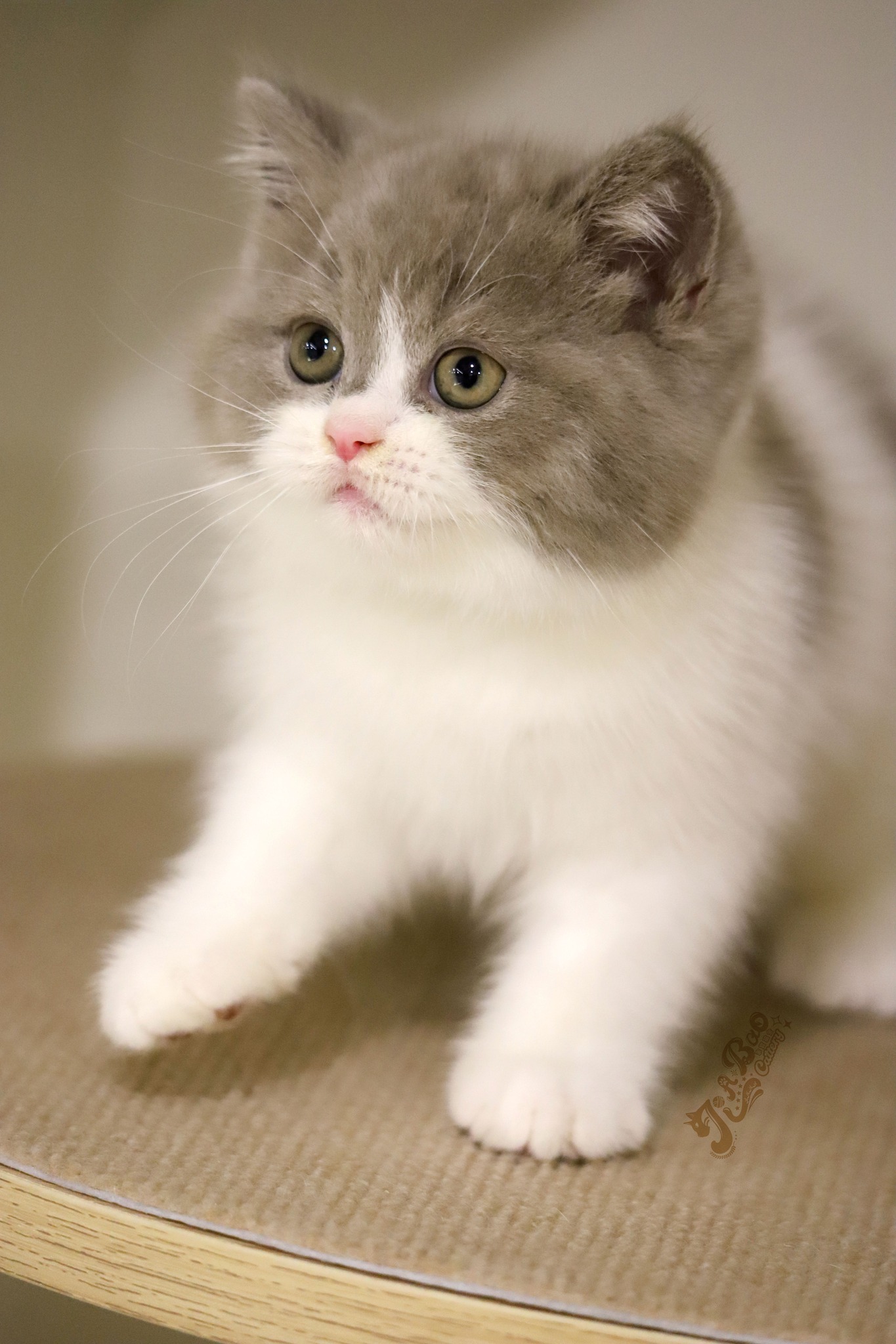 家寶寵物／紫丁香賓士英國短毛貓