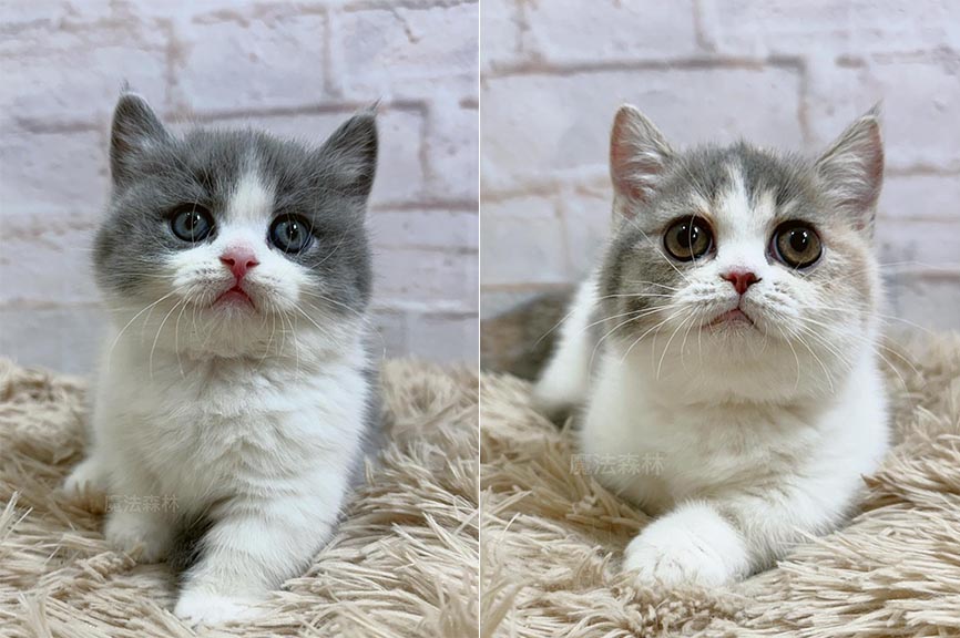 魔法森林／藍白賓士&藍三花曼赤肯